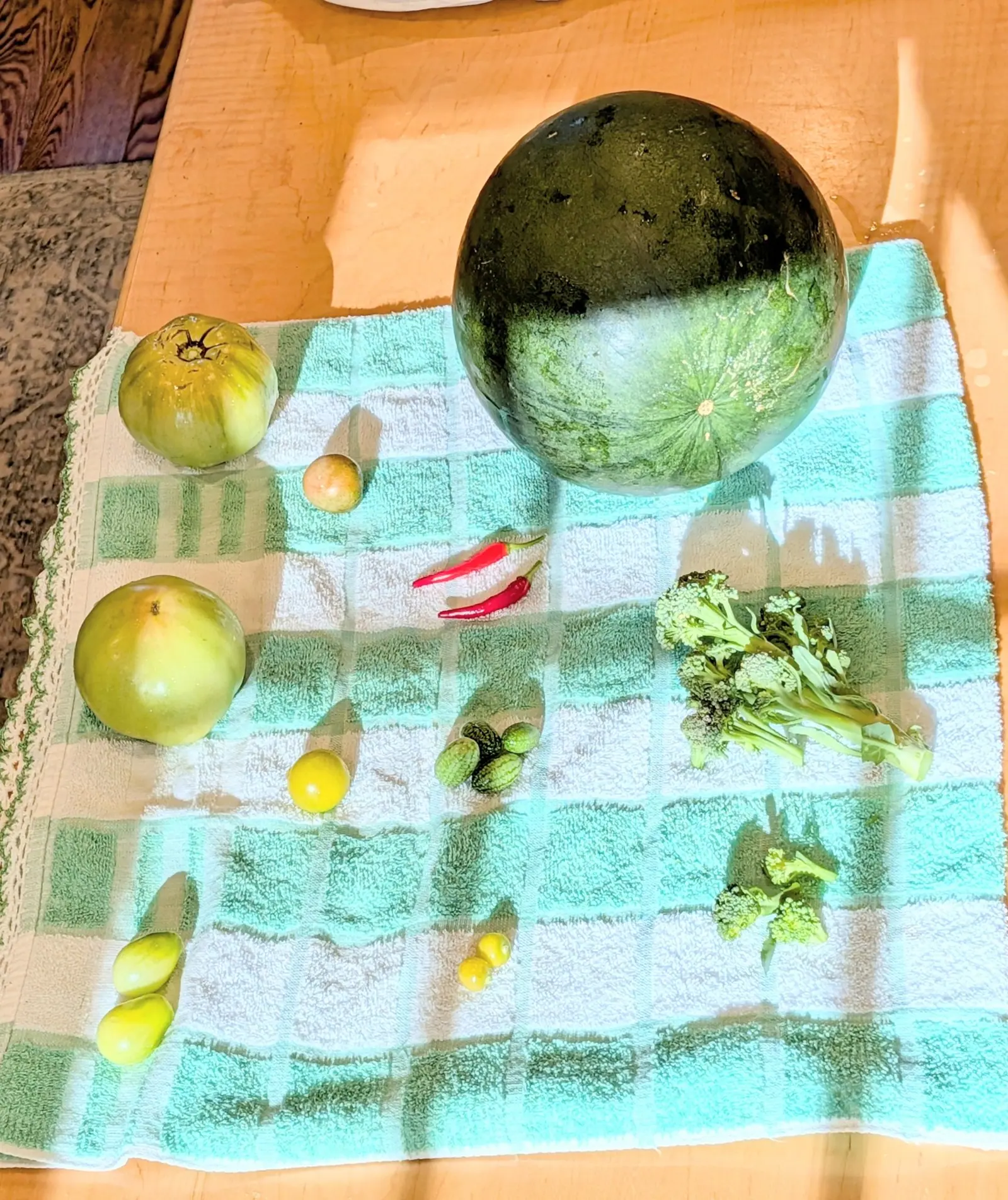 One dark-rinded round fruit shows the pale patch it lay against the ground on, fine striations radiating out from the blossom scar at its center and dried soil still stuck to the skin. Hard daylight on 16 August, long shadows and a green cast on the cloth.