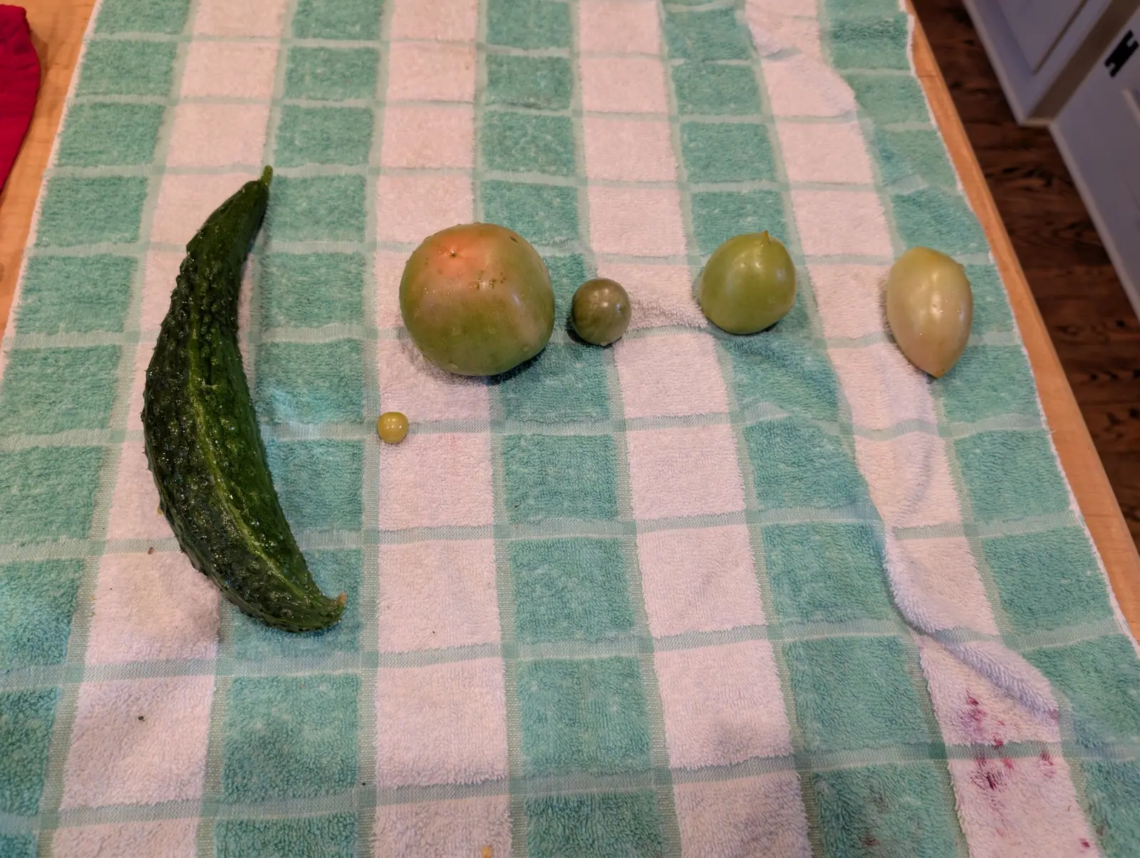 A thin 18 August picking — six things set far apart with bare towel between them, one bent into a crescent with its shriveled flower still on the tip, one flushing pink-orange from the shoulder down. Old berry stains are soaked into the cloth at the edge.
