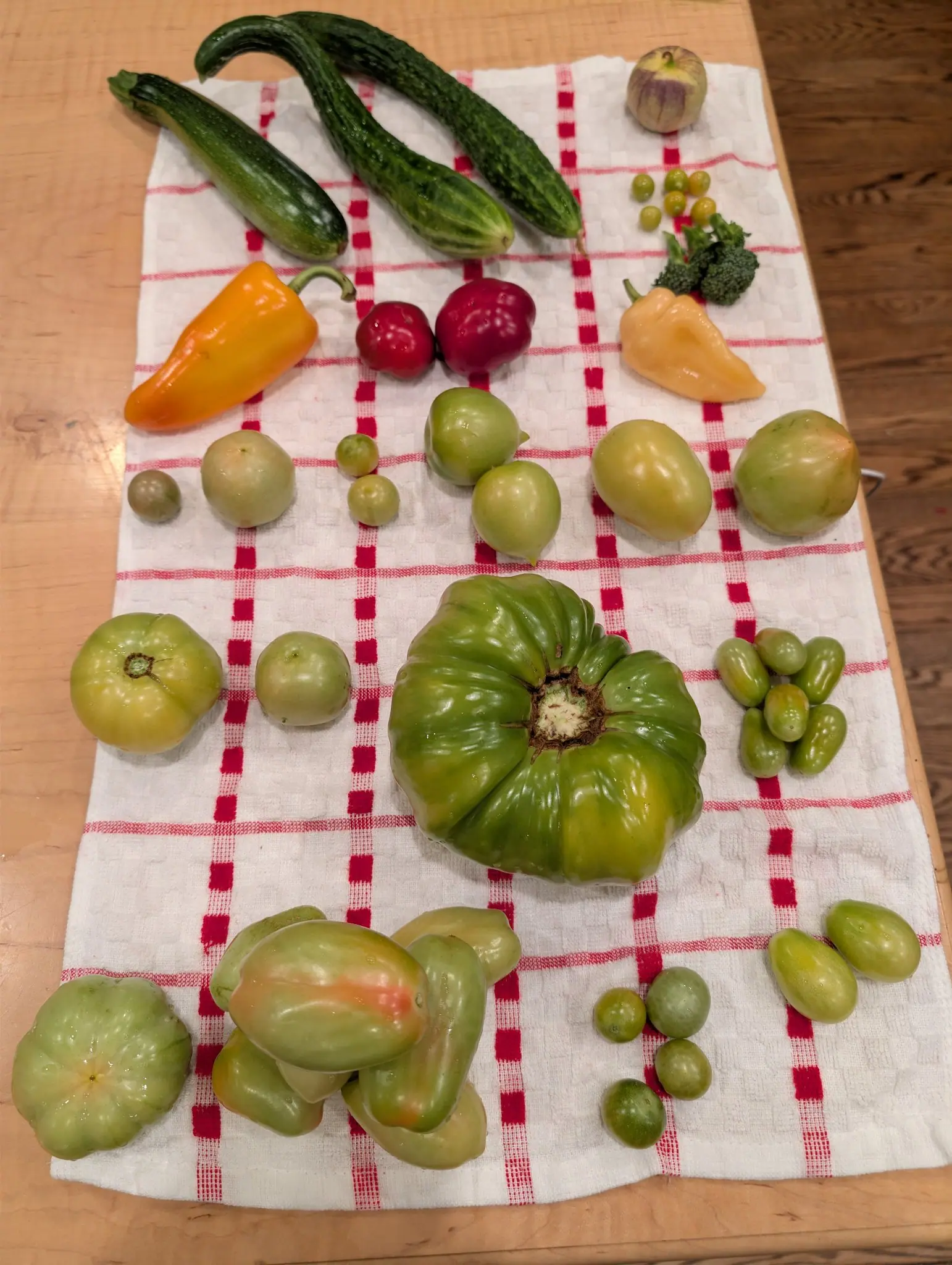One fruit still sealed in its dry papery husk on 19 August, cream-tan with purple veins running down every rib. The picking around it is almost wholly green, a broad ribbed fruit at its center scarred corky brown where the stem came away.