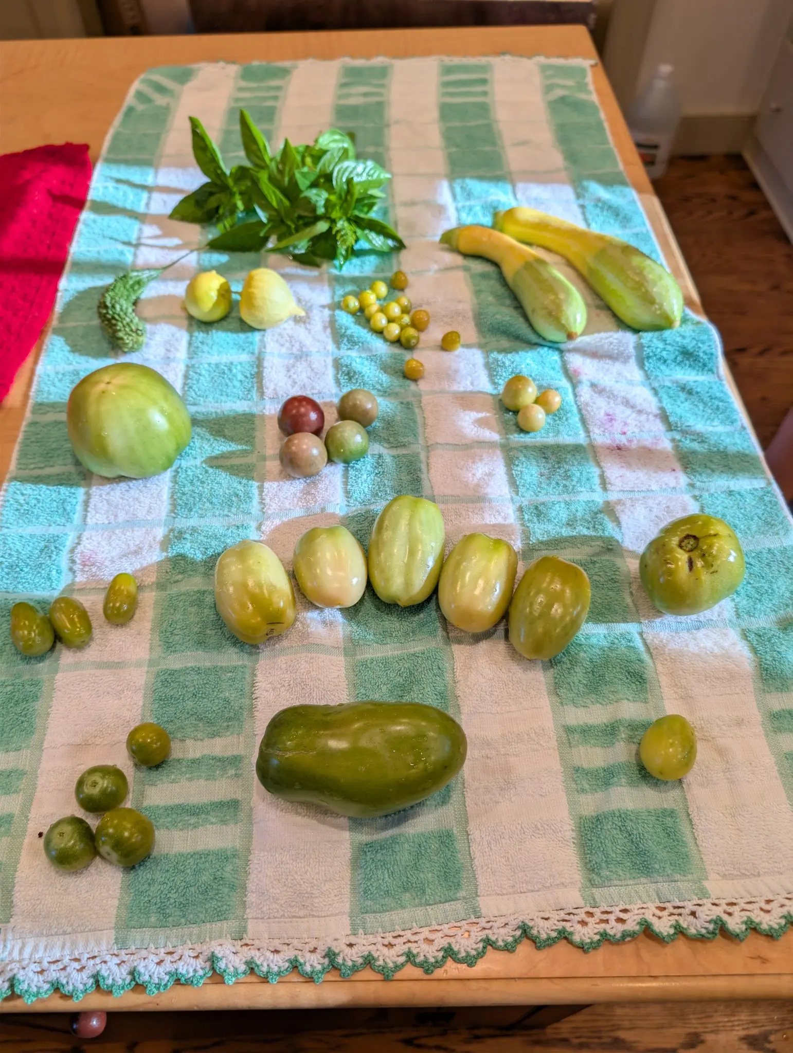 Five small round fruits sit together on 19 August in dusky, unmatched colors — one wine-red, one gray-olive, one brown-olive, two green-olive — while a row of six pale green oblongs beside them graduates from roundest at the left to longest at the right.