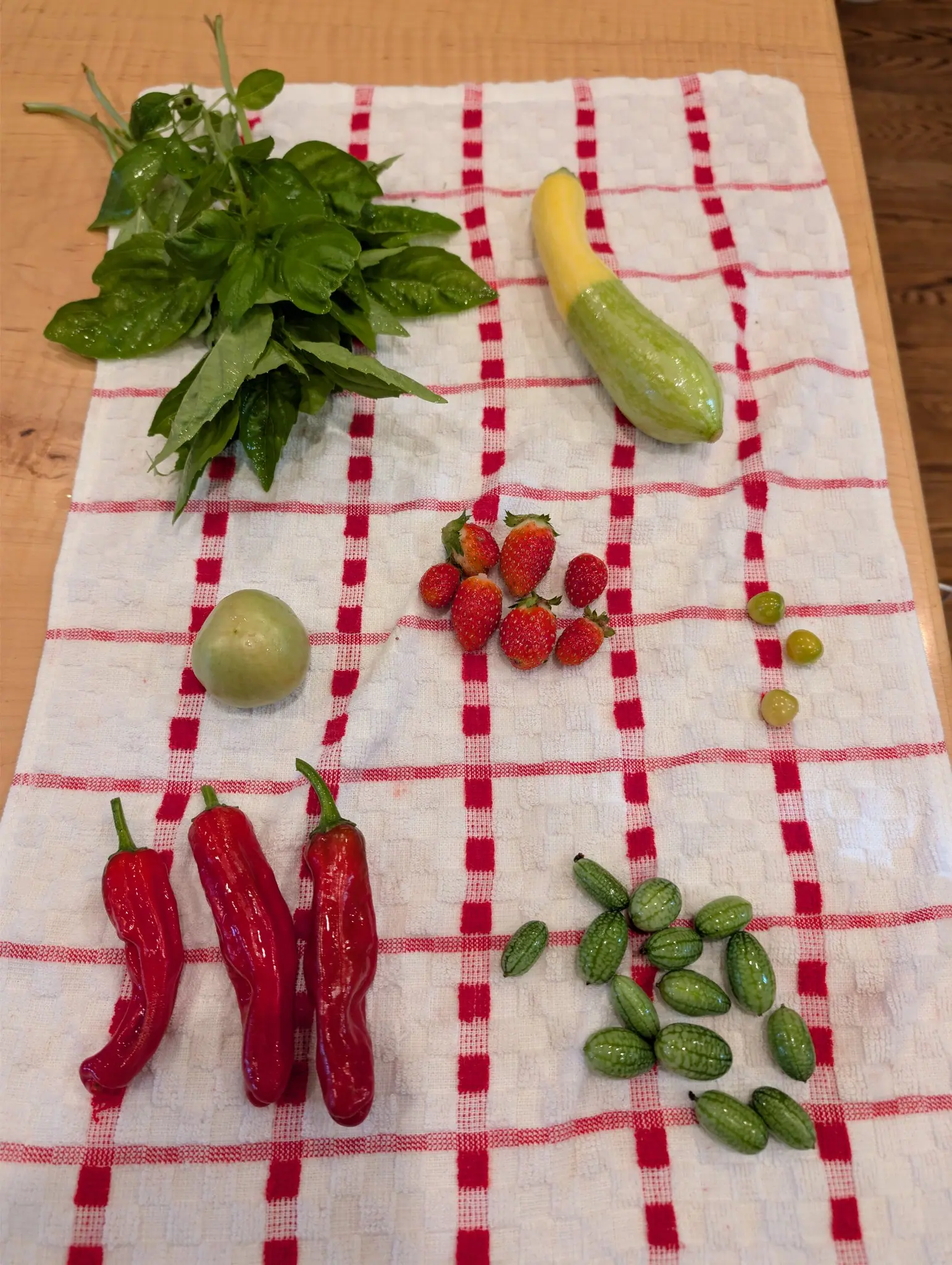 Even daylight on 20 August, six groups well apart on a fresh plaid towel: water still beading on a bunch of cupped, puckered leaves, and three long red pods laid nearly parallel, creased their whole length with a hard wet shine, one bent into a shallow S.