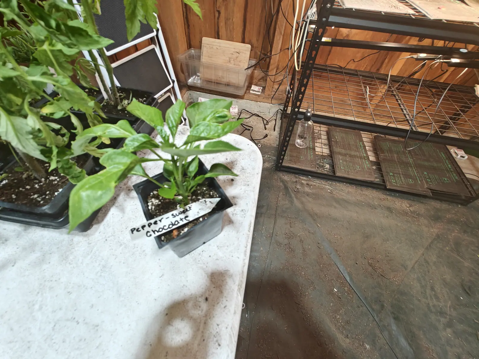 A Sweet Chocolate pepper on 6 June, six or seven glossy leaves quilted between impressed veins and one at the crown rolled inward into a tube, its newest growth still pale, indoors under strip lights that push a soft shadow forward across the table.