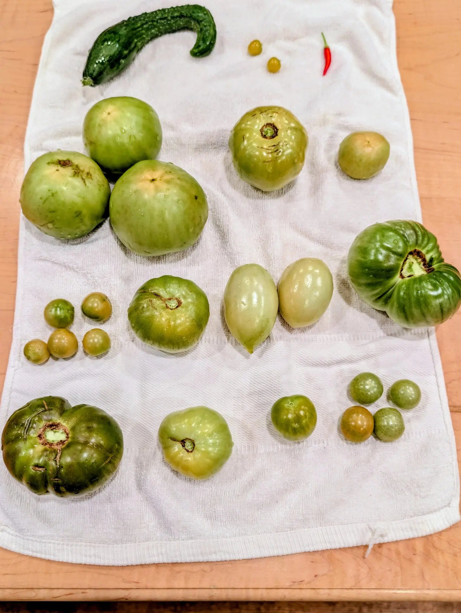 Green almost throughout on 20 August, laid on a plain white towel with one slim scarlet pod the only red thing in the frame. At the bottom, a deeply lobed fruit of fused segments carries dried flower threads still ringing its corky stem scar.