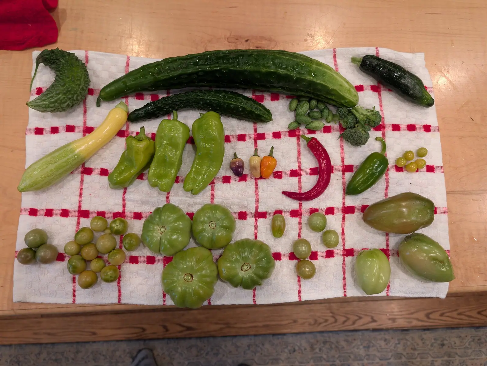 Three tiny fruits laid in a row on 22 August, one deep purple, one ivory-cream, one bright orange, each still on its green stem. Below them four pale sea-green ones are set stem-up to show eight soft ribs radiating from a corky ring with a pale plug.