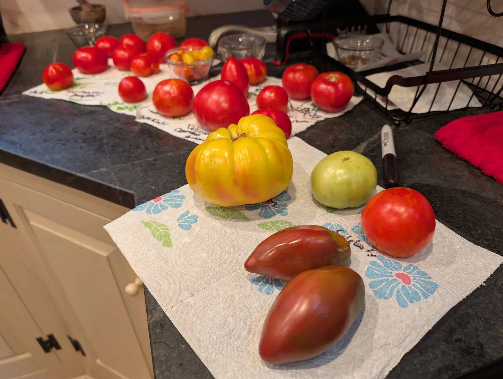 A run of sorted fruit receding up the counter on 22 August, laid on flowered paper towel annotated in marker along its edges. Sharp at the front, one flattened ribbed fruit in soft butter yellow marbled with orange and rose streaks running up from its base.