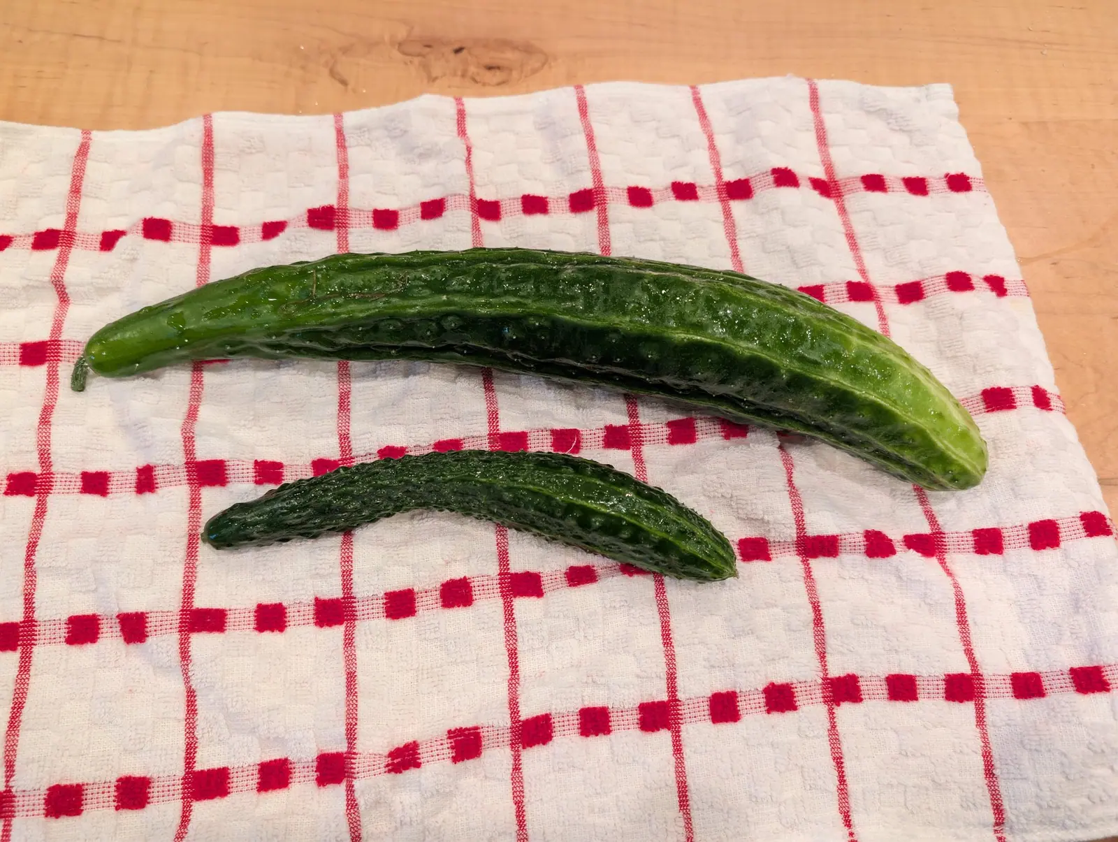 Two Suyo Long cucumbers washed and still beaded with water on 22 August, the longer running mid green at the stem end to yellow-green over its last stretch, deep furrows shadowed between ridges of white-tipped tubercles. The shorter is warted edge to edge.