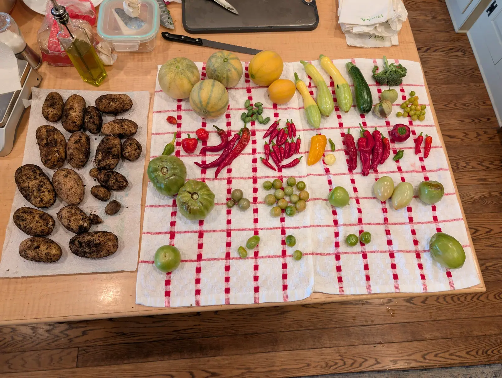 A full day's picking on 23 August, two towels covered edge to edge, some twenty-five slim scarlet pods fanned into one corner and a spray of nine marbled ovals still on the stem they grew from. The tubers keep their own sheet, unwashed and caked in soil.