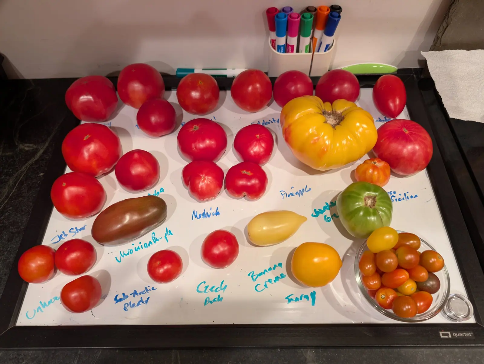 A dry-erase board laid flat on the counter on 24 August and used to sort by name, a line of marker beside each group. Among two dozen red ones, a single large flattened fruit is pure egg-yolk yellow, heavy in the shoulder lobes with a wide corky stem scar.