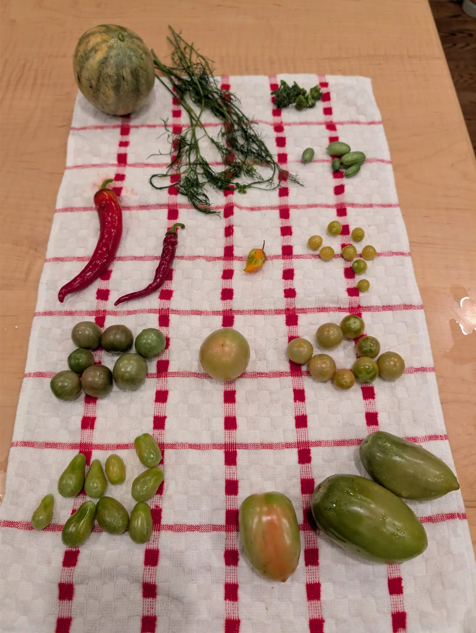 A cut bunch of fine blue-green foliage lies across the towel on 24 August, threadlike on hollow stems with one small umbel just opening at the lower end. Below it three long fruits: two plain mid-green, the third with a broad peach-orange stripe down one side.