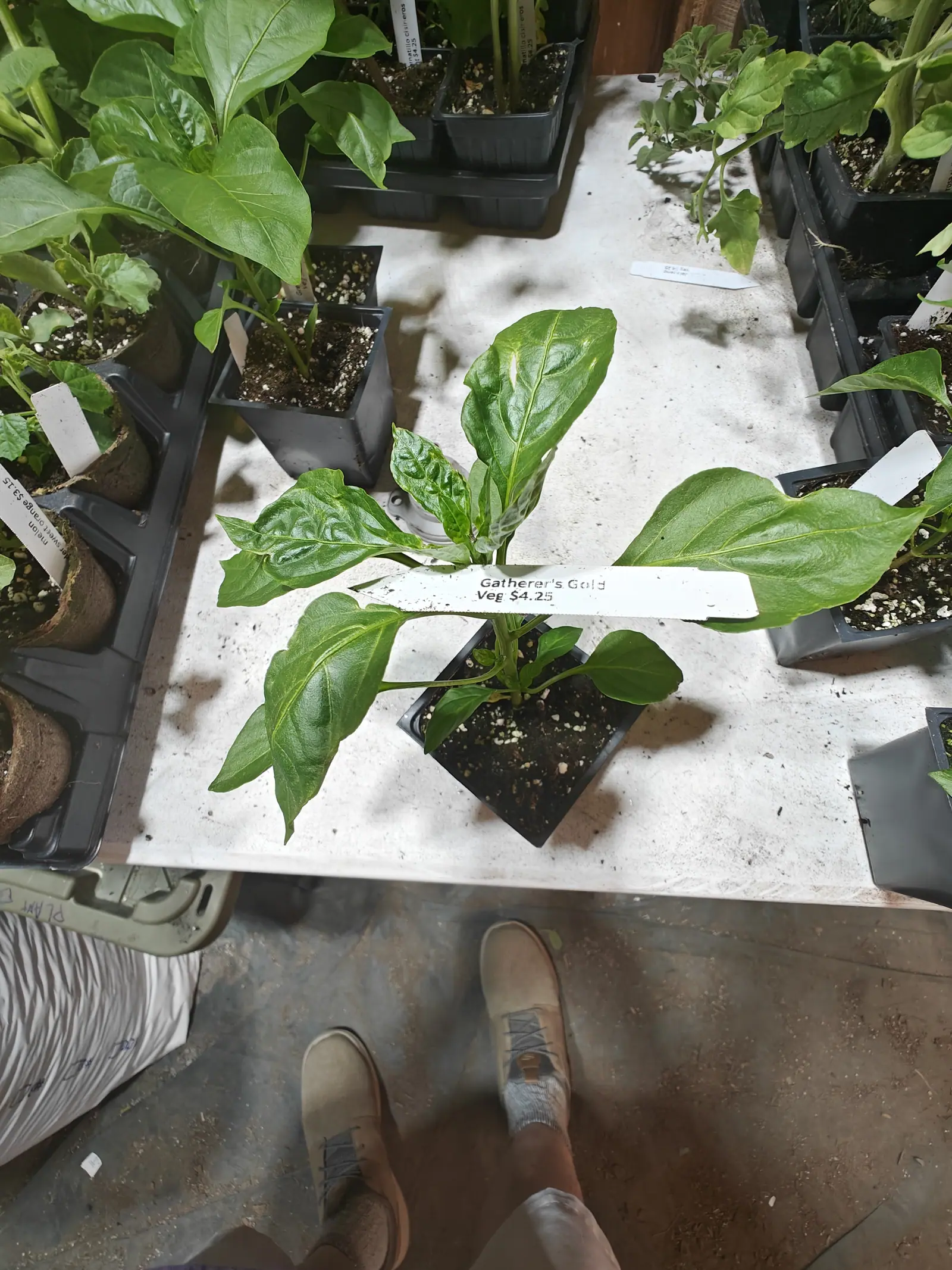 A Gatherer's Gold pepper on 6 June, eight or nine untoothed leaves so glossy that the light stands on them as hard white highlights, two near the crown still crumpled from expanding, with patchy greenhouse sun falling across the bench around it.