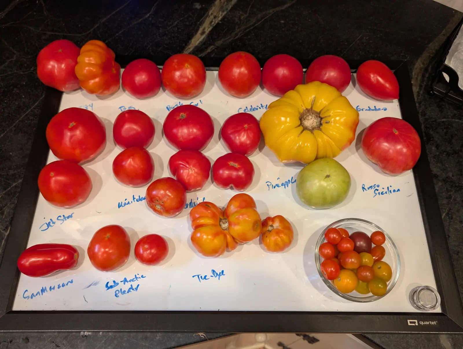 Three fruits streaked together in gold, orange and rose on 24 August, heavily ribbed and lobed and no two the same size. Above them on the same board, one flat egg-yolk yellow fruit still carries dried stem threads on its wide corky scar.