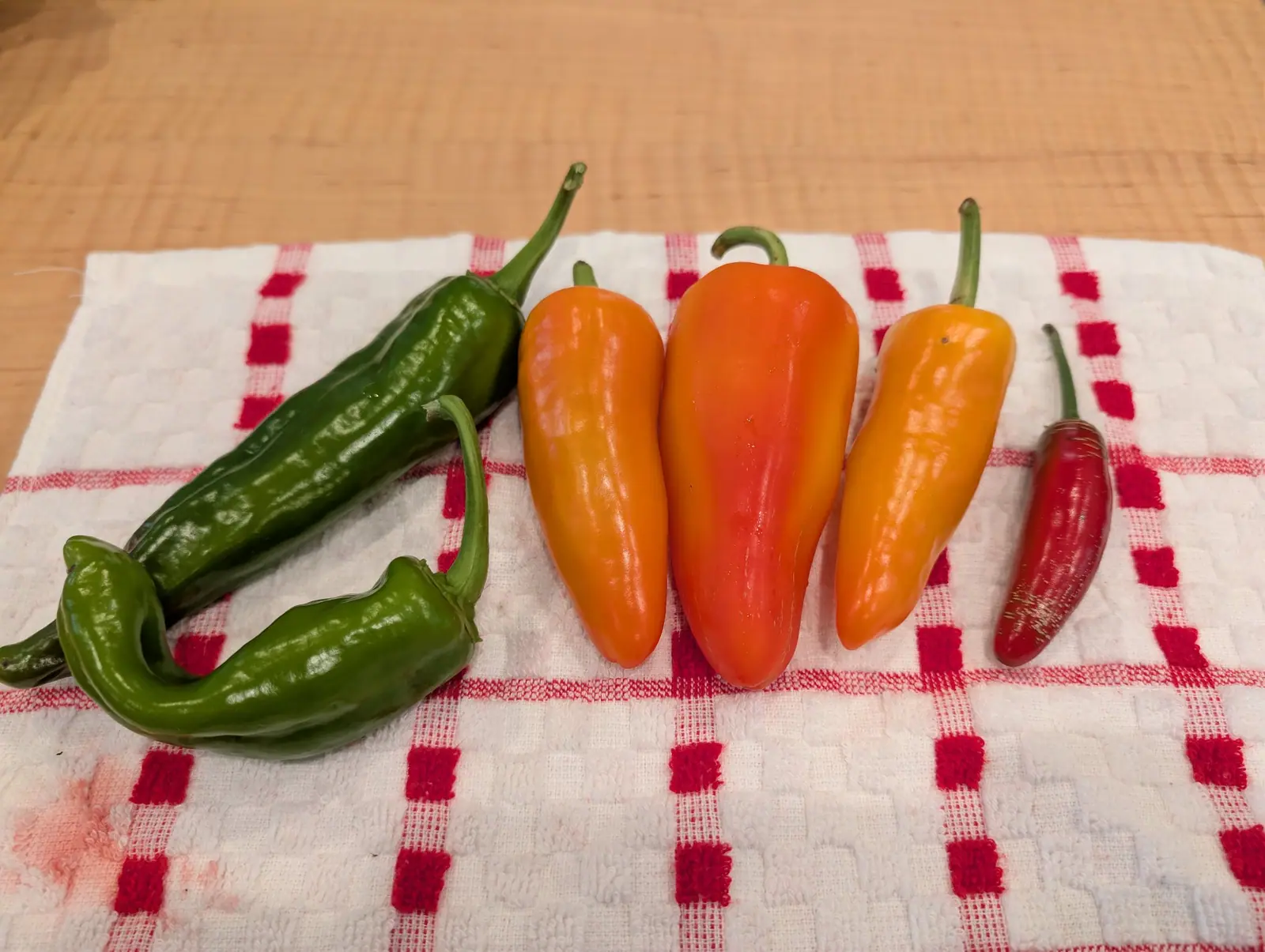 Seven fruits in a single row on 25 August, running dark green at one end through orange and gold to a narrow deep red at the other — the ripest of them third from the right, its stem curled into a tight hook — with a hard highlight laid down every shoulder.