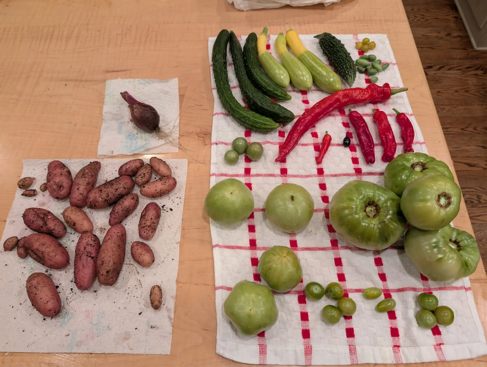 A whole day's picking spread across the kitchen table on 26 August — eighteen pink-skinned tubers on a sheet of paper towel, still furred with dry soil, one knobbled into a double lobe — with a single glossy jet-black ovoid sitting among the ripe fruit.