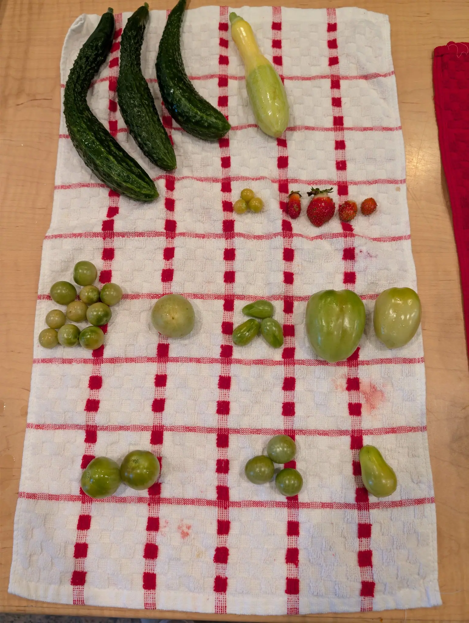 Four small red fruits side by side on 26 August, each caught at a different stage — one orange at the shoulder and red only at the tip, the largest deep red but for a chalk-white shoulder — against a towel otherwise given over to green fruit.