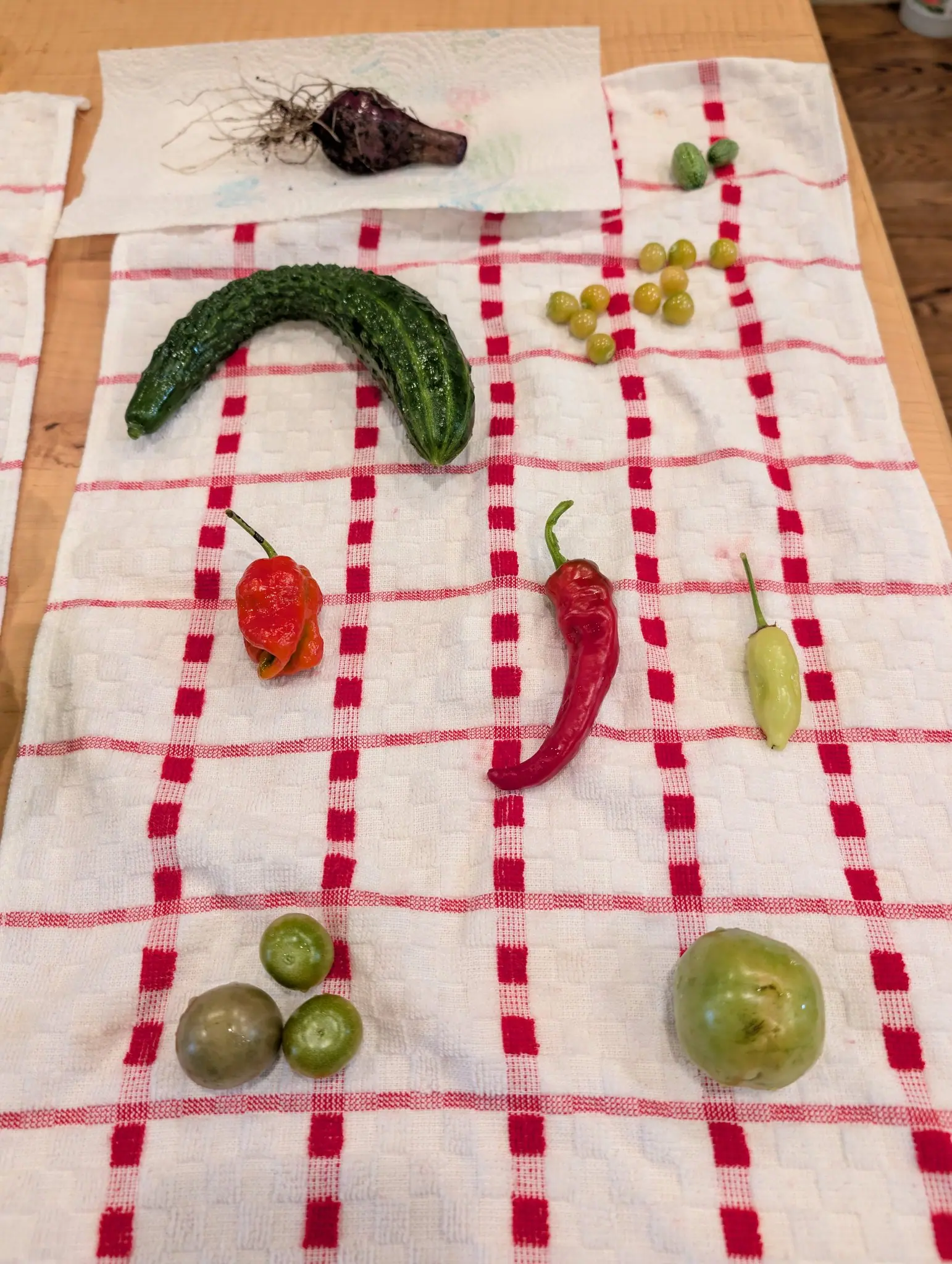A thin picking laid out with wide gaps on 27 August — one purple-red bulb on a sheet of paper towel, its pale roots combed out as long again as the bulb itself, and at the bottom one flattened green fruit carrying two brown healed scars across its shoulder.