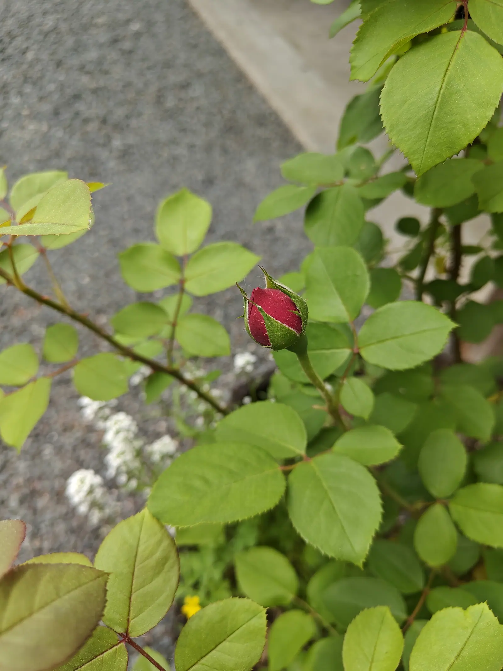A red rose still shut on 6 June, its sepals wound around it in a spiral and fringed with thread-fine side appendages, two of them already peeled back to show a tight cone of crimson-magenta petals creased in fine vertical folds, in bright shadowless light.