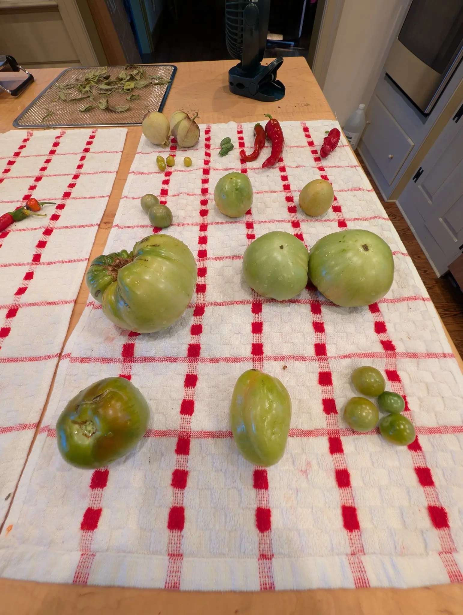 A clip-on fan clamped to the table edge on 29 August, aimed across a perforated tray of thirty curled leaves drying brown-green and crisp — the rest of the table given to green fruit, one of them lobed and grooved with healed splits over its shoulder.