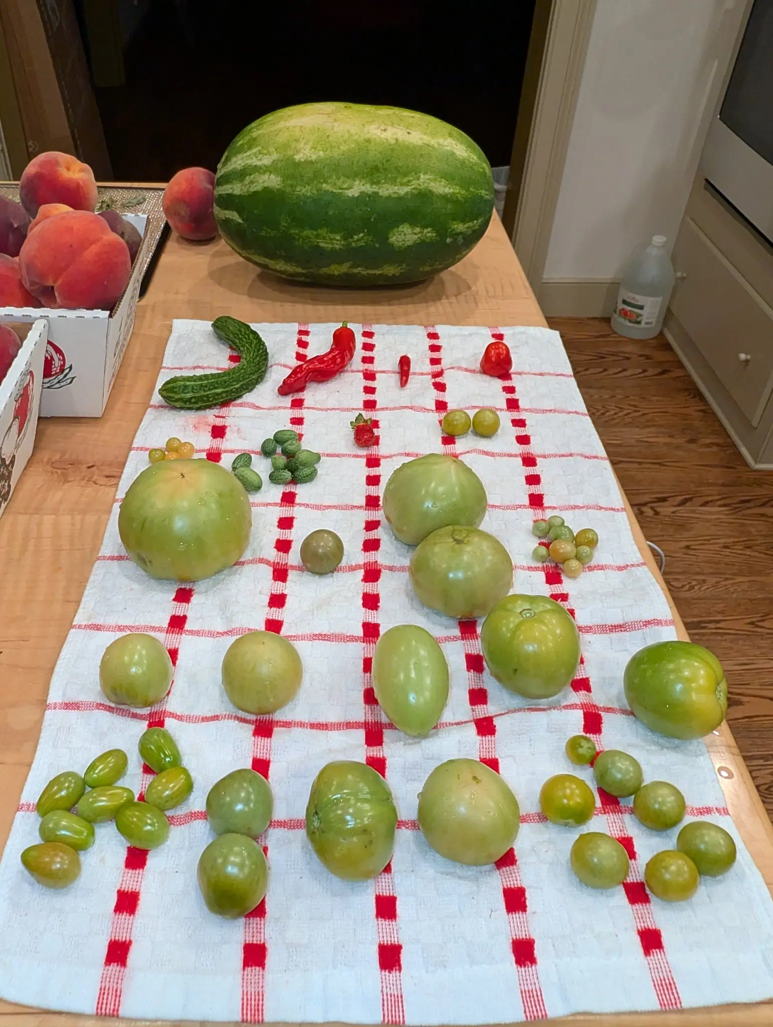 One long oblong fruit off the towel on 29 August, its rind banded broad dark and pale green and still bearing the flattened pale patch where it lay on the ground — beside it two open flats of fuzzy red-over-gold fruit and forty green ones sorted by size.
