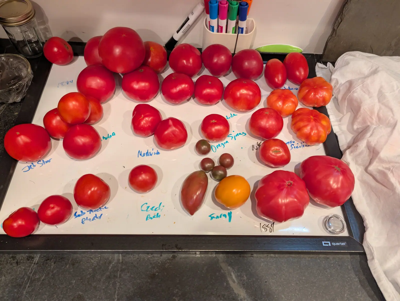 Forty ripe fruits grouped across a whiteboard on 31 August under hard light, a marker note written beside each group — pleated flat-topped ones, plain scarlet globes, five dusky bronze-purple with green-black shoulders, one clear orange-gold, nothing green.