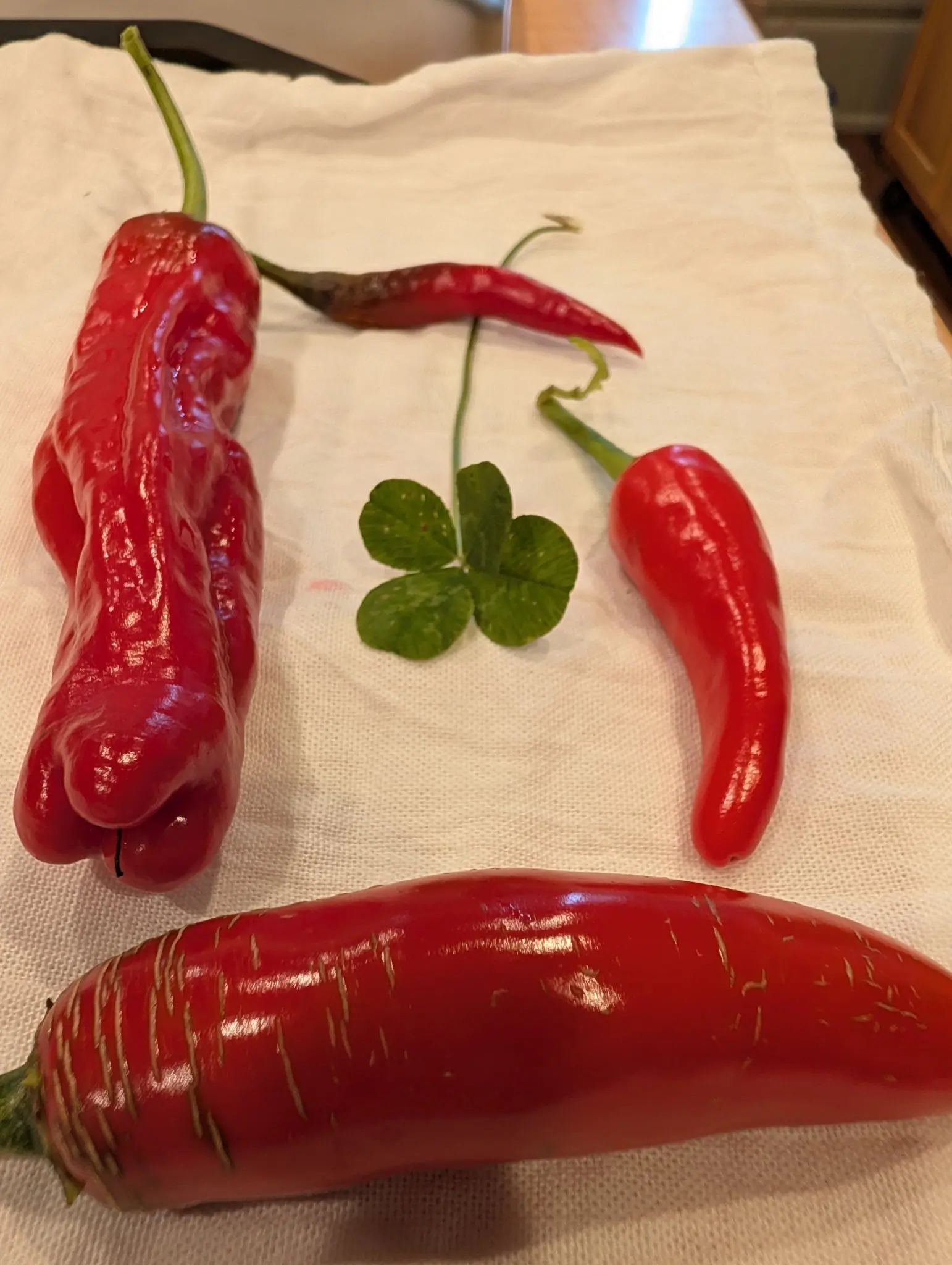 Four red fruits set under lamplight on 2 September around a single leaf laid deliberately between them — five leaflets from one point where there should be three, each marked with a pale chevron — the largest fruit crossed with fine tan stretch lines.
