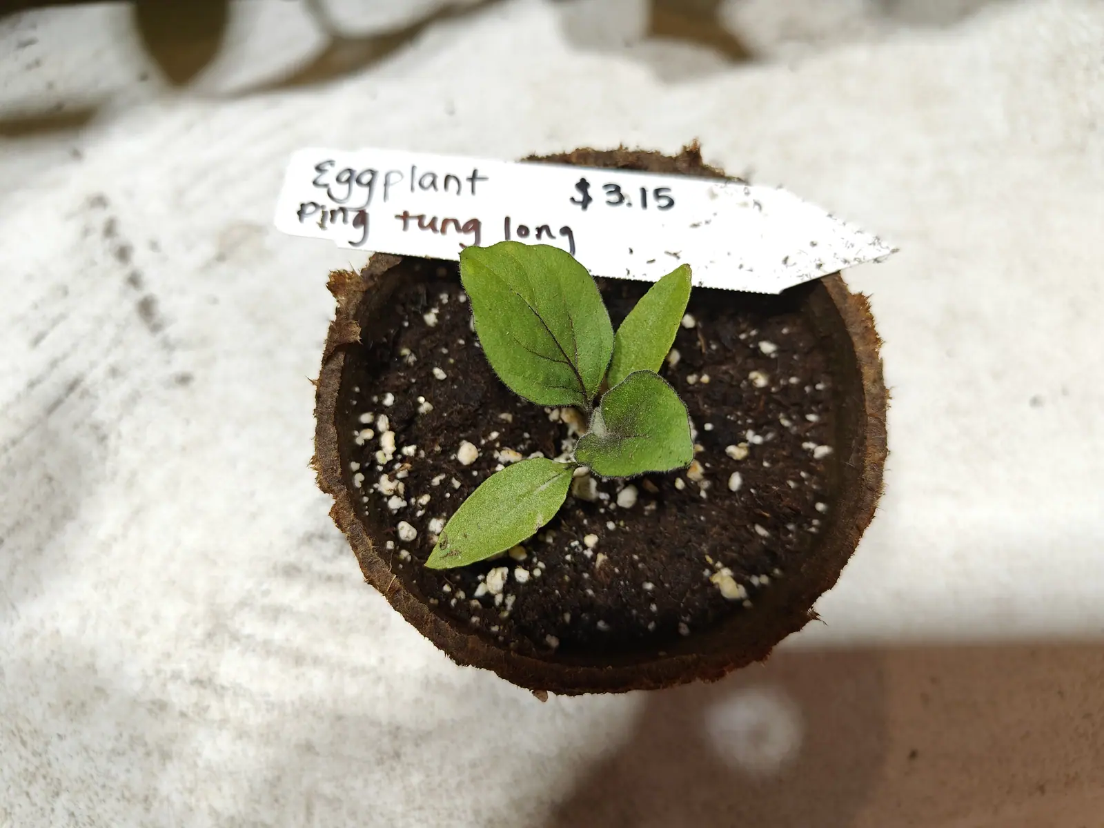 A Ping Tung Long eggplant on 6 June, only four leaves old — its first true pair furred so densely that the hairs stand up as a fringe right around the margin, dark purple-brown veins running through the green, in bright directional sun.