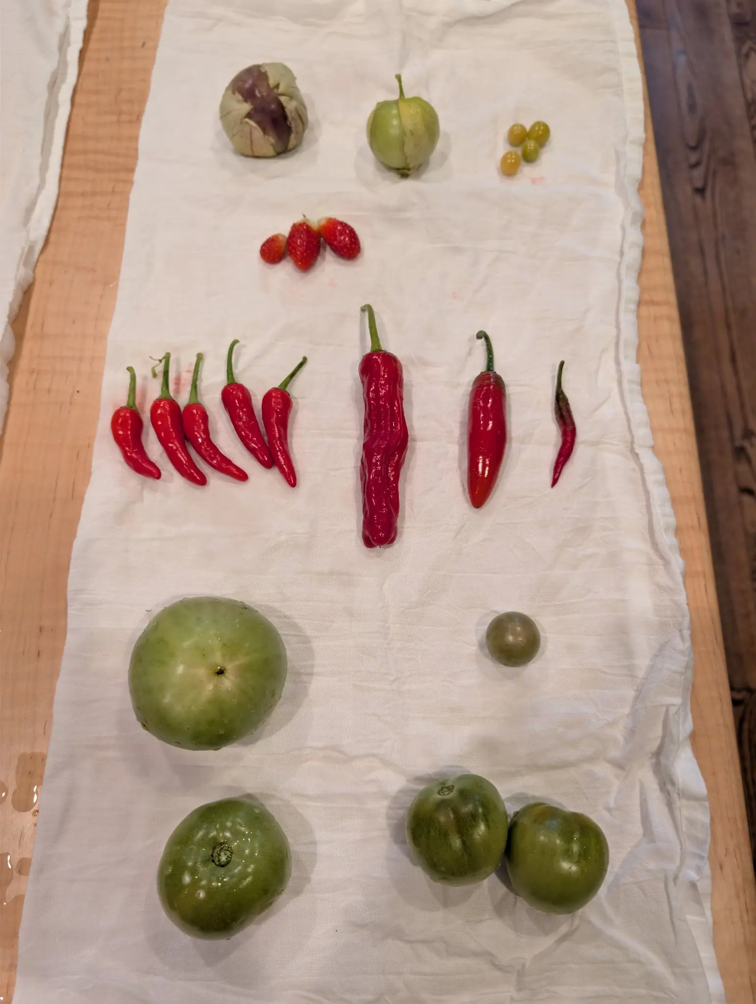 Eight red fruits laid parallel on 2 September with every stem pointing the same way and no two the same — five slim, one long and rippled deep crimson, one plump with three faint pale bands under the shoulder, one narrow and shriveling at the tip.