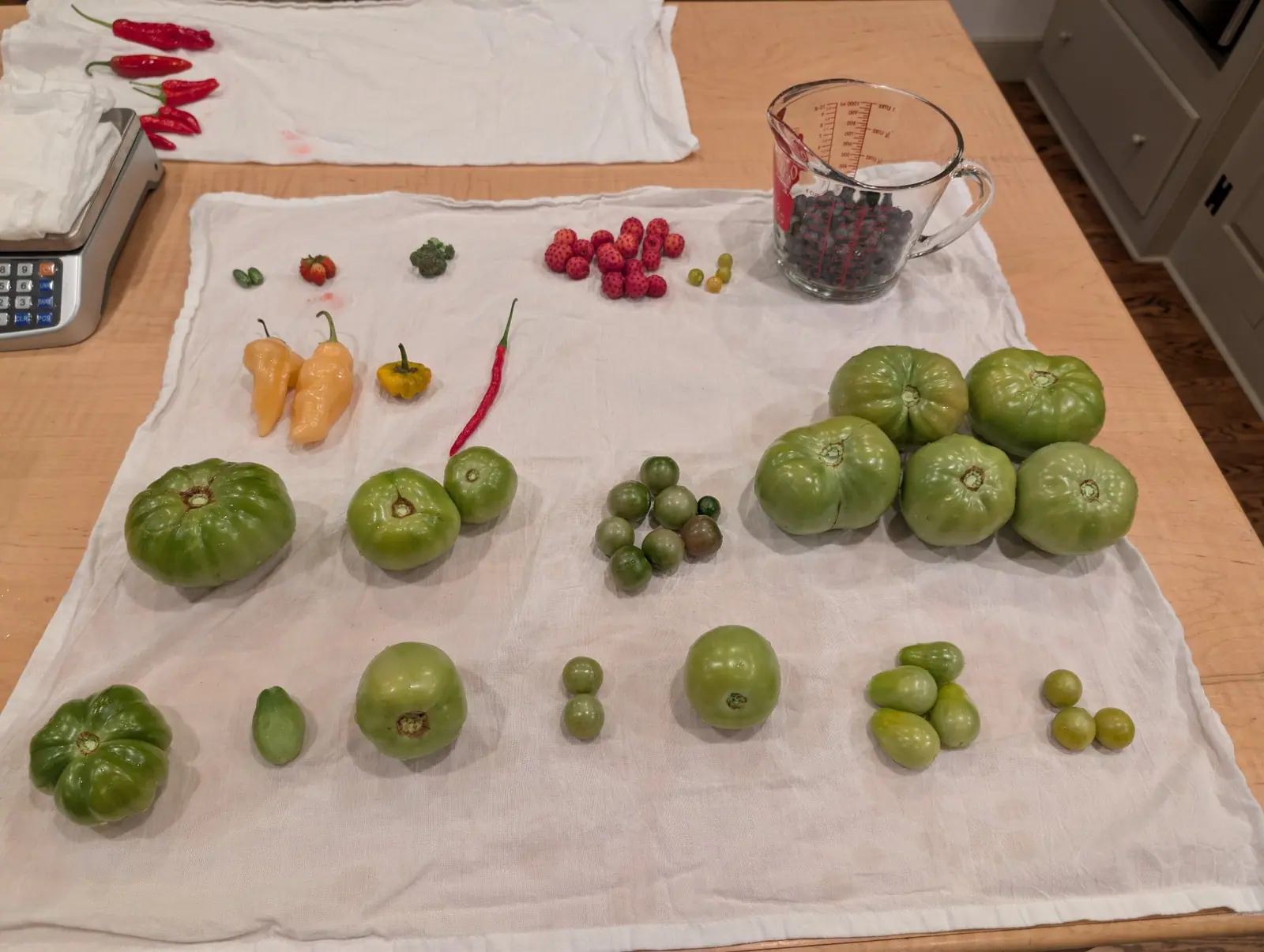 A heap of seventeen rose-pink fruits on 2 September, the whole surface of each studded with small raised darker dots in a regular pattern, several dimpled at one end and none carrying a calyx — nothing else on the cloth looks remotely like them.
