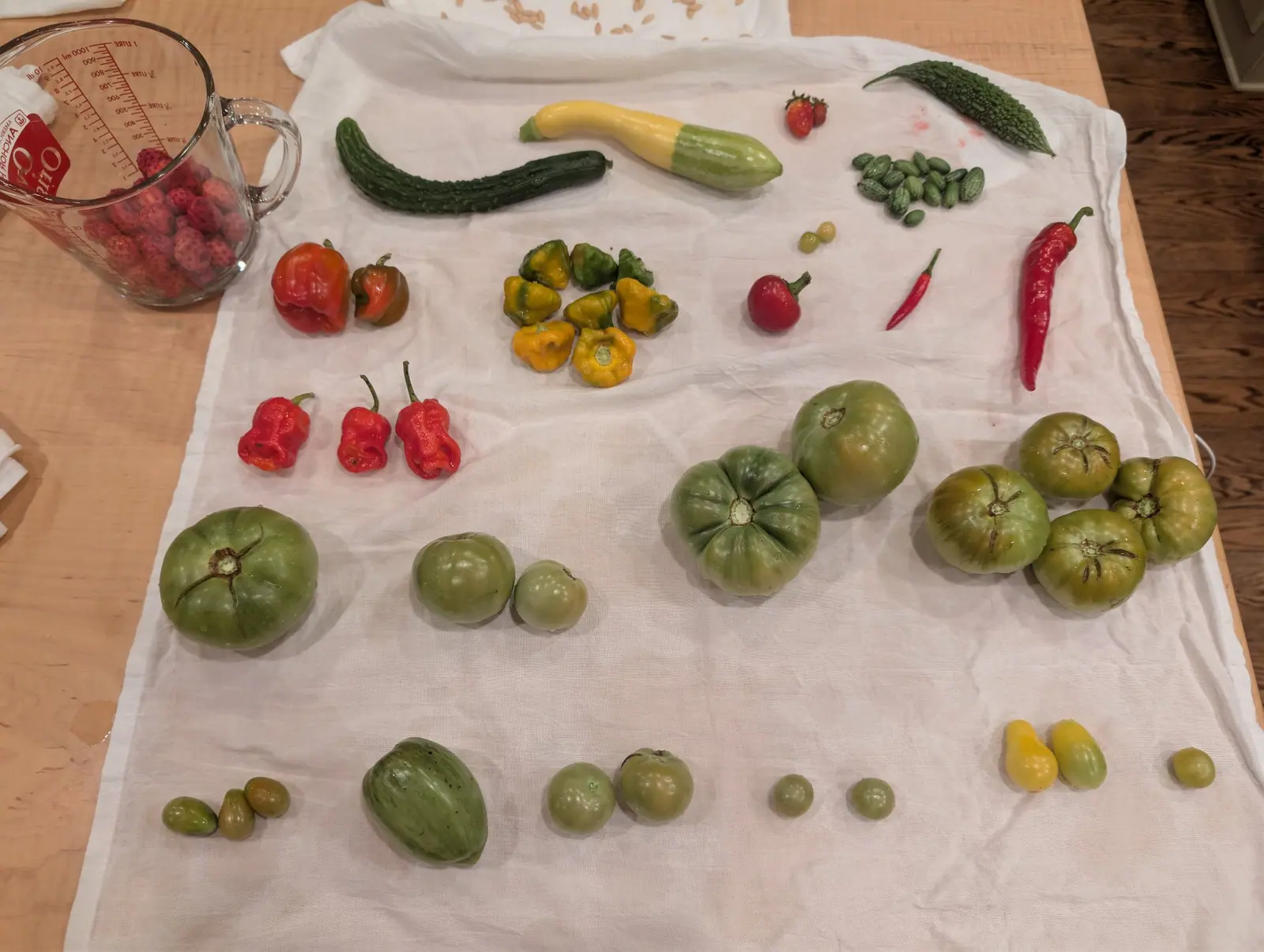 Eight small scalloped fruits set out in a neat ring on 3 September, each with a flared crown and a dished top, colored variously green, olive, gold and orange — with thirty flat pale seeds spread on paper towel at the top edge to dry.