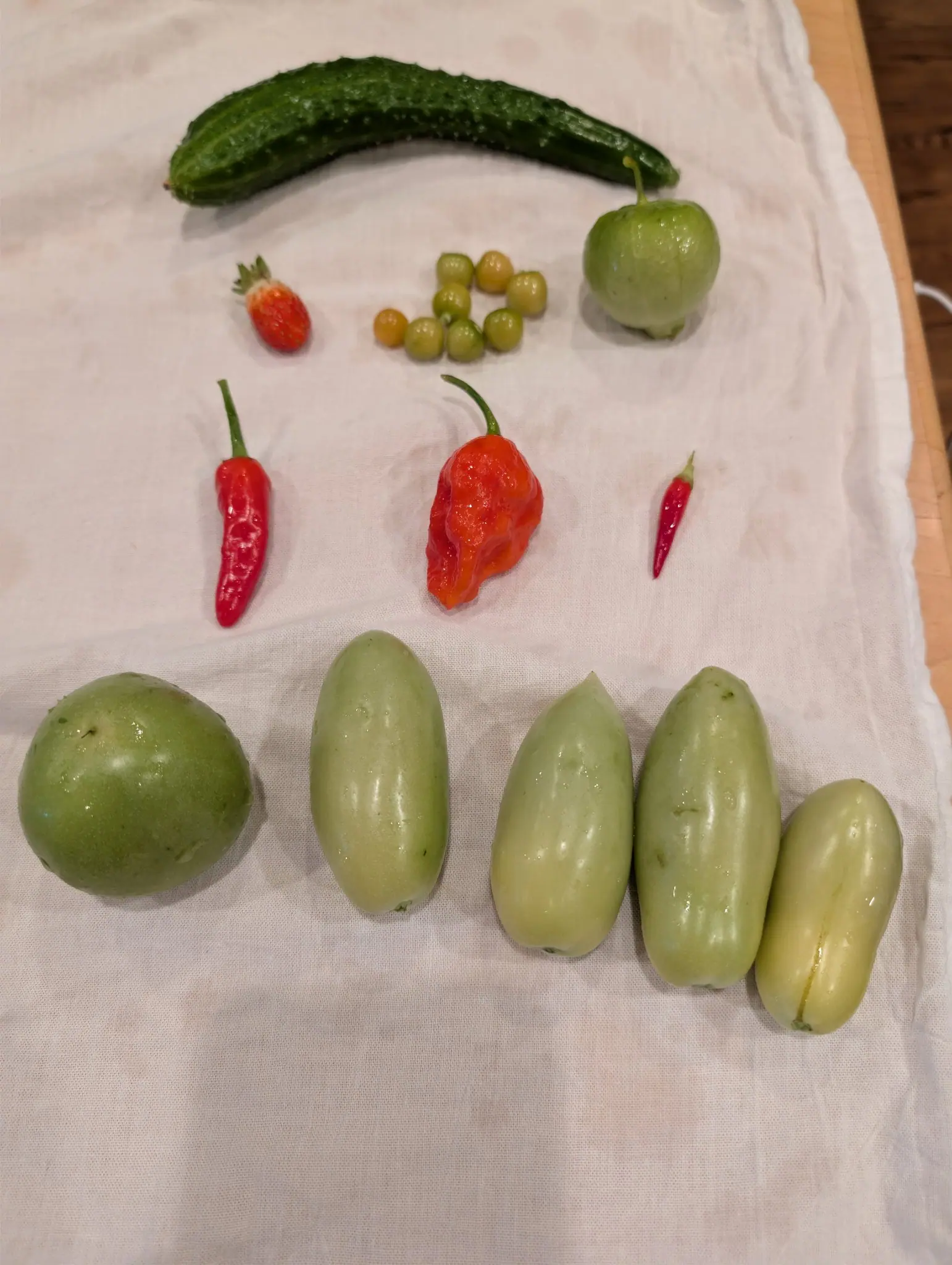 Five long blunt-ended fruits stood side by side on 3 September, all pale mint-green with faint vertical ribbing — the one at the right the palest of them, nearly cream, with a thin yellow stripe running its whole length — all of it still beaded from the rinse.