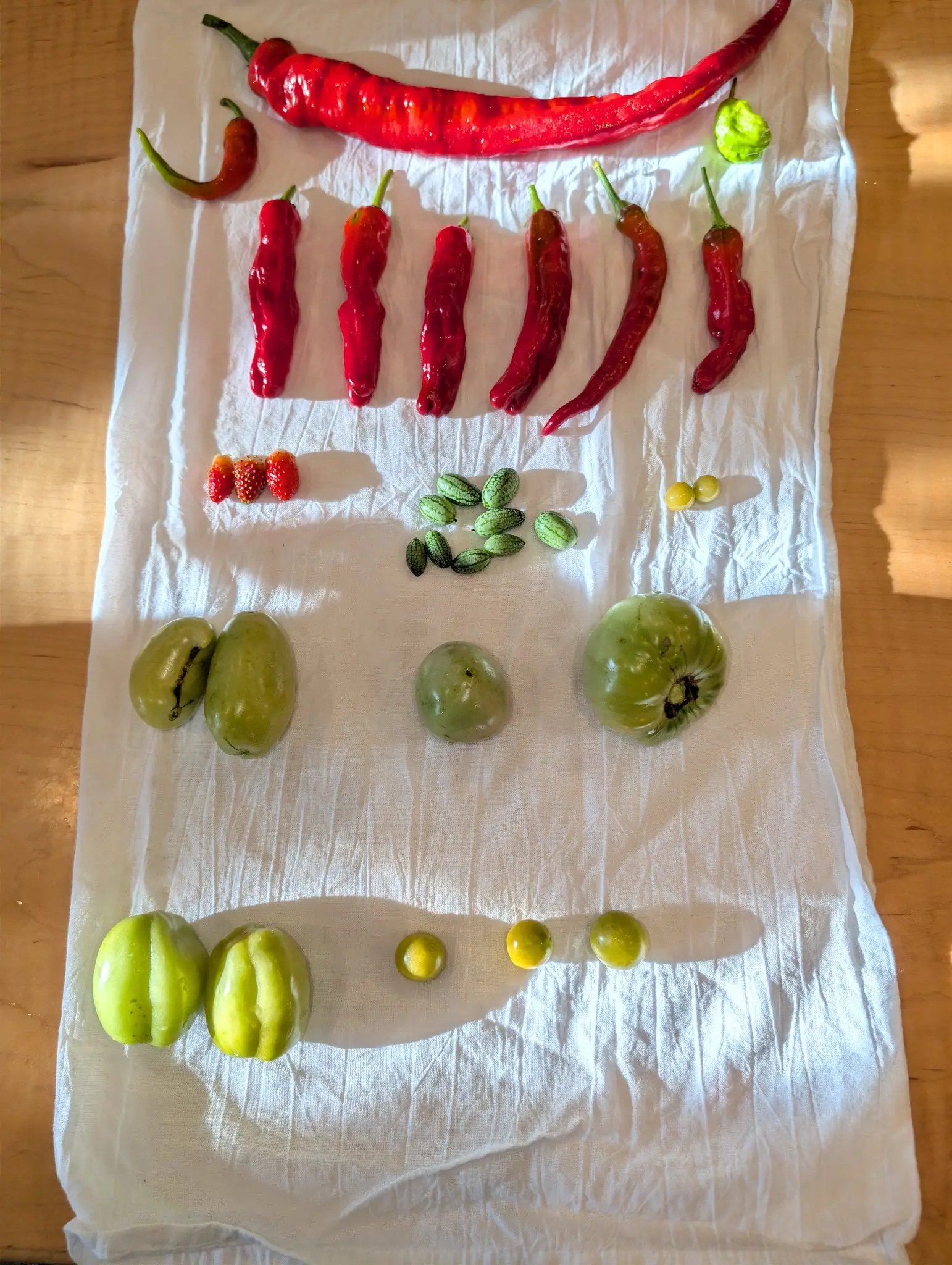 Low sun from the upper left on 4 September, laying a long soft shadow to the right of every item and raking the creases in the cloth — one scarlet fruit arcing right across its width, and below it six more laid parallel, each kinked and rippled differently.