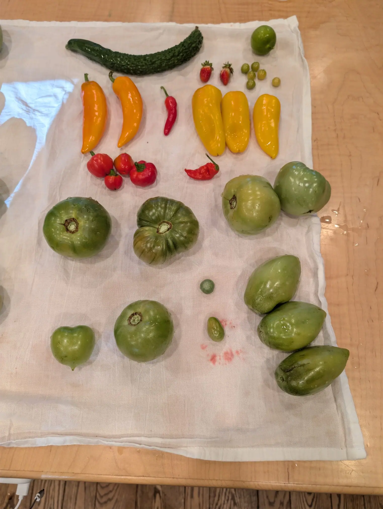 Three thick blunt fruits in flat buttercup yellow lie side by side on 4 September, with two tapered ones beside them in clear orange and in gold shading to orange — the rest of the cloth green from end to end.