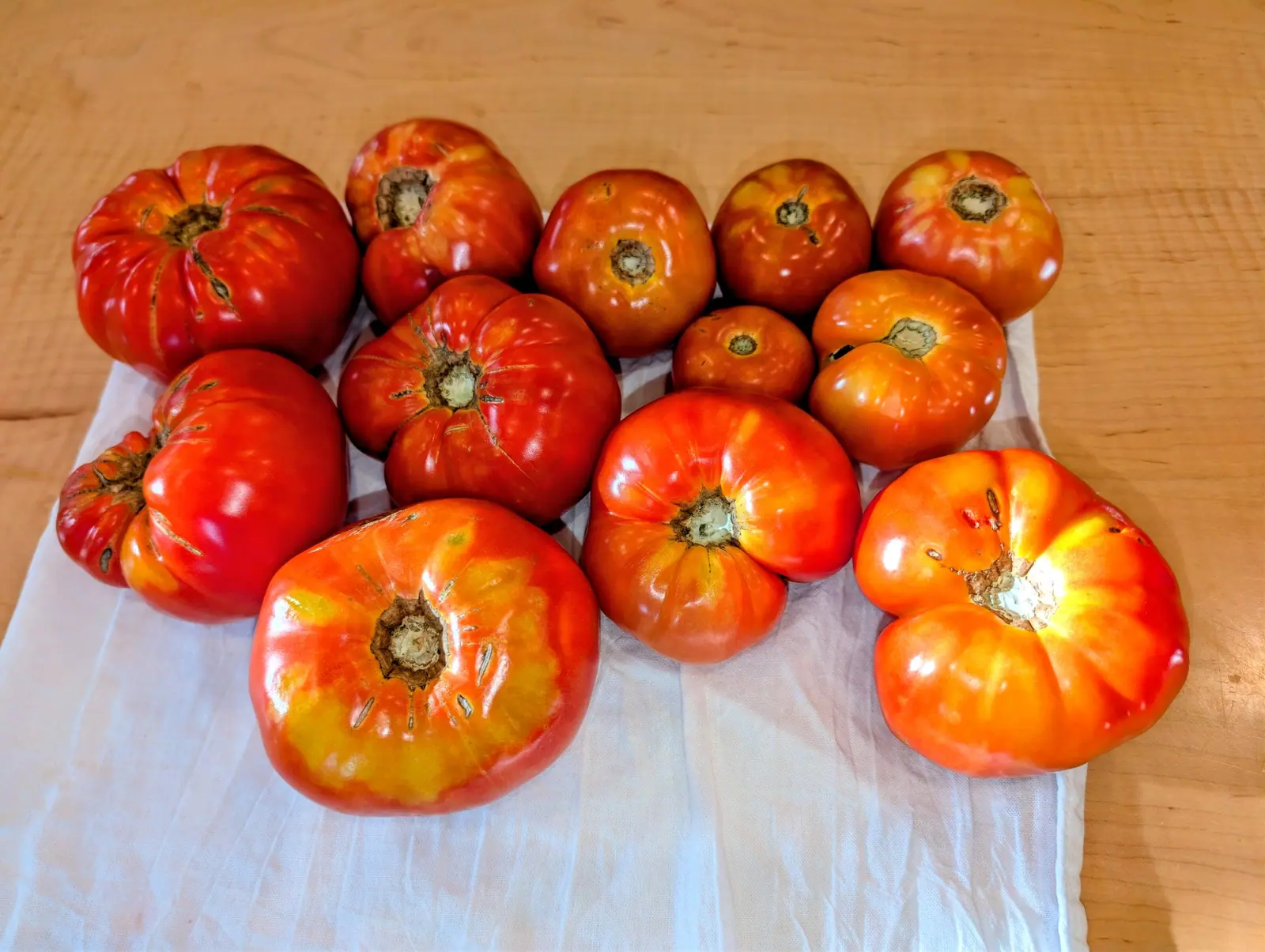 Thirteen ripe fruits packed together on 4 September, every one scarlet over the belly with gold fanning out from the stem end like a sunburst — healed tan cracks radiating on at least six of them, and two small glossy red beads sitting on the shoulder of one.