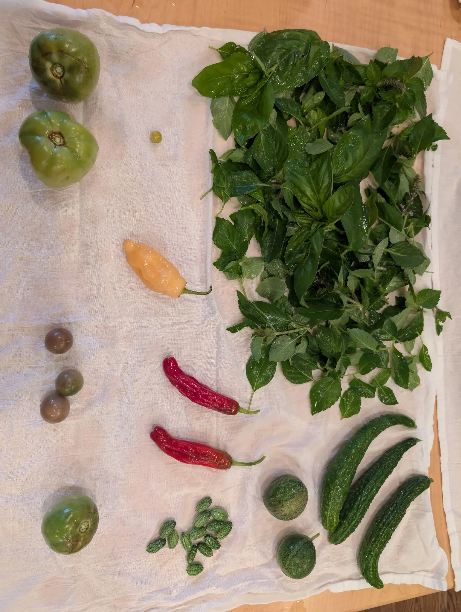 Half the cloth taken up by cut leaves still wet from the rinse on 6 September, two kinds mixed together and several carrying upright spikes of pale lilac flower — with two round mottled green fruits laid along the bottom edge.
