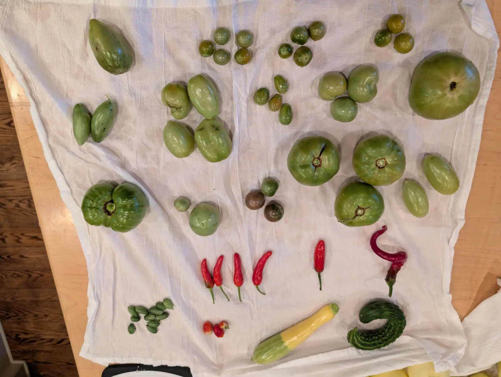 Almost nothing ripe on 7 September — one big green fruit at the left fused into two lobes with a wide corky scar set between them, another split black from its stem scar down the shoulder, and four slim red pods laid in a row stem-down below.