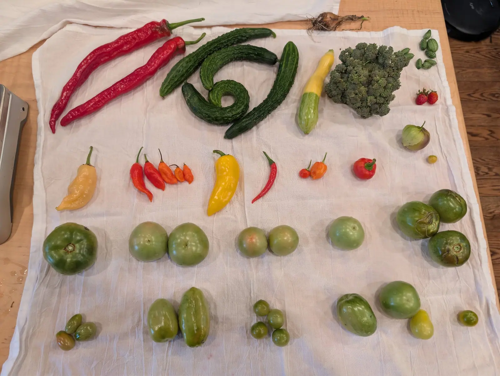 One fruit in the 8 September picking has grown right around on itself into a closed spiral, a ram's horn of a thing lying beside three others that merely curve — with two long deep-crimson fruits creased end to end laid above them.