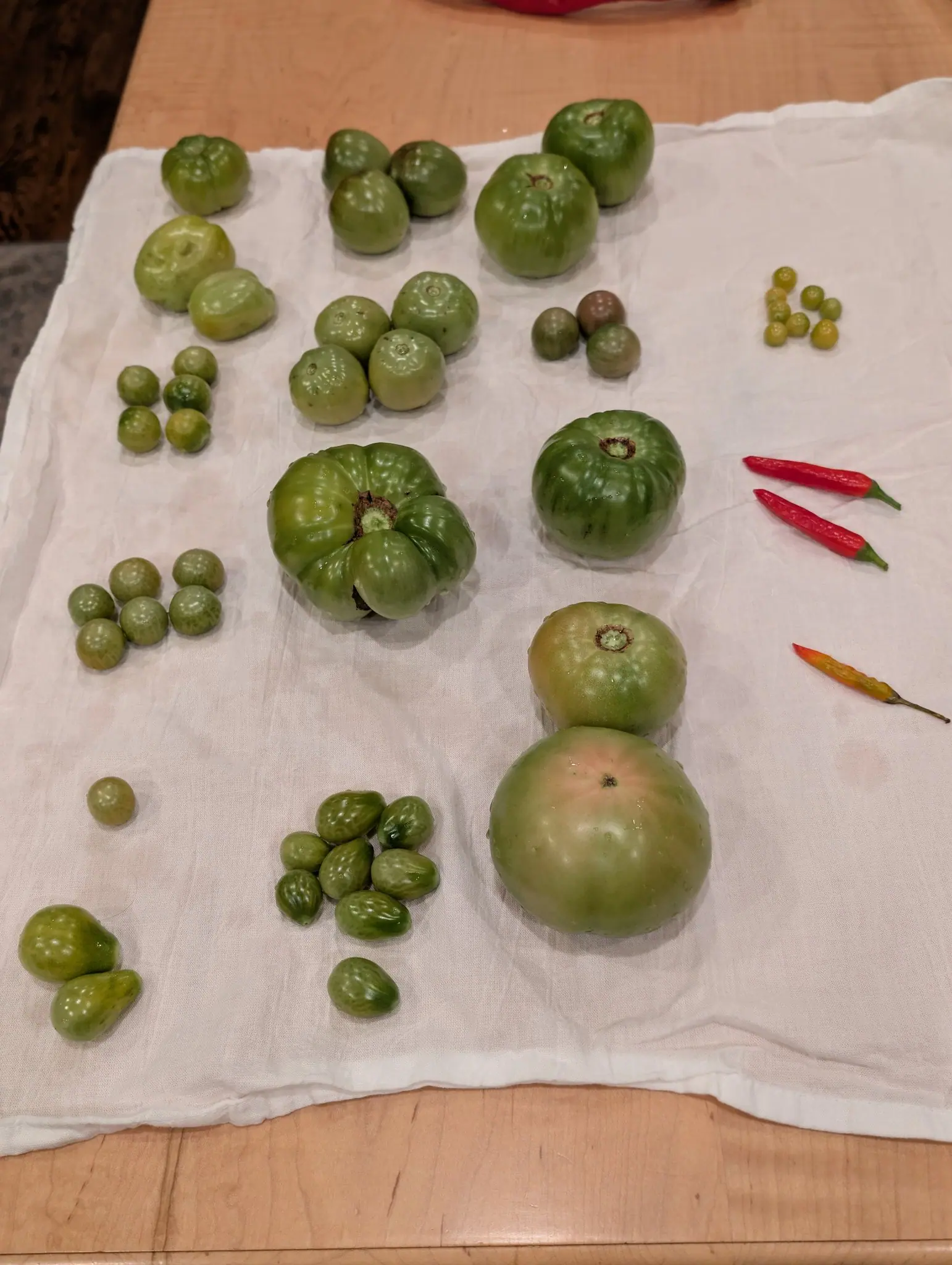 An 8 September picking sorted by size and green almost throughout — at its center one big fruit lobed all round until the outline is fluted like a flower — the only color three slim pods at the right, one caught mid-turn: orange along its body, red at the tip.