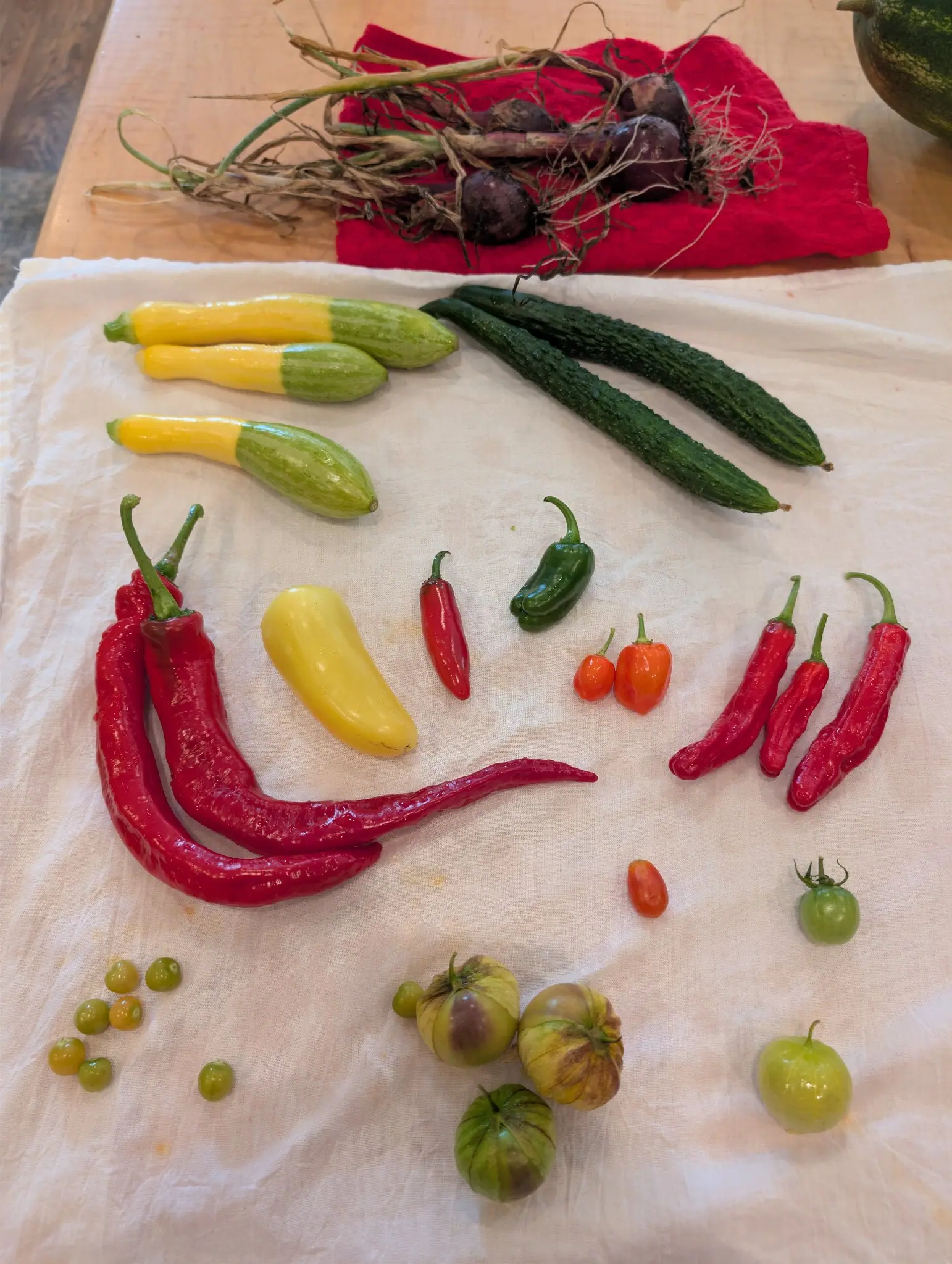 A mixed harvest spread on white cotton over a blond wood table on 10 September — three fruits bright yellow at the stem end and striped pale green at the blossom end, one long glossy red pod sweeping a thin tail across the cloth — in soft indoor light.