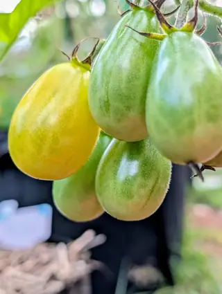 A truss of Yellow Pear tomatoes on 11 September, four green and striped darker lengthwise and one gone clear yellow but for green streaks toward the top — the fine hairs on each skin rim-lit so the fuzz stands out along its edge in soft daylight.