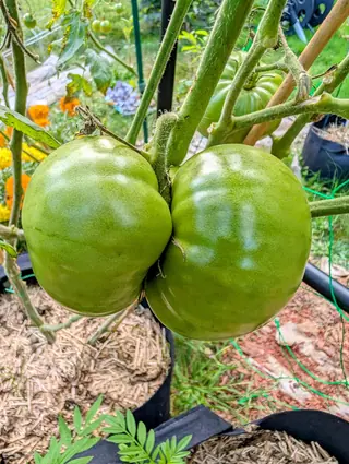 Two Cherokee Green tomatoes hanging from one thick hairy stem on an overcast 11 September, pressed together so they touch down the middle — both slightly flattened, softly creased into shallow lobes and green all over, without a trace of blush.