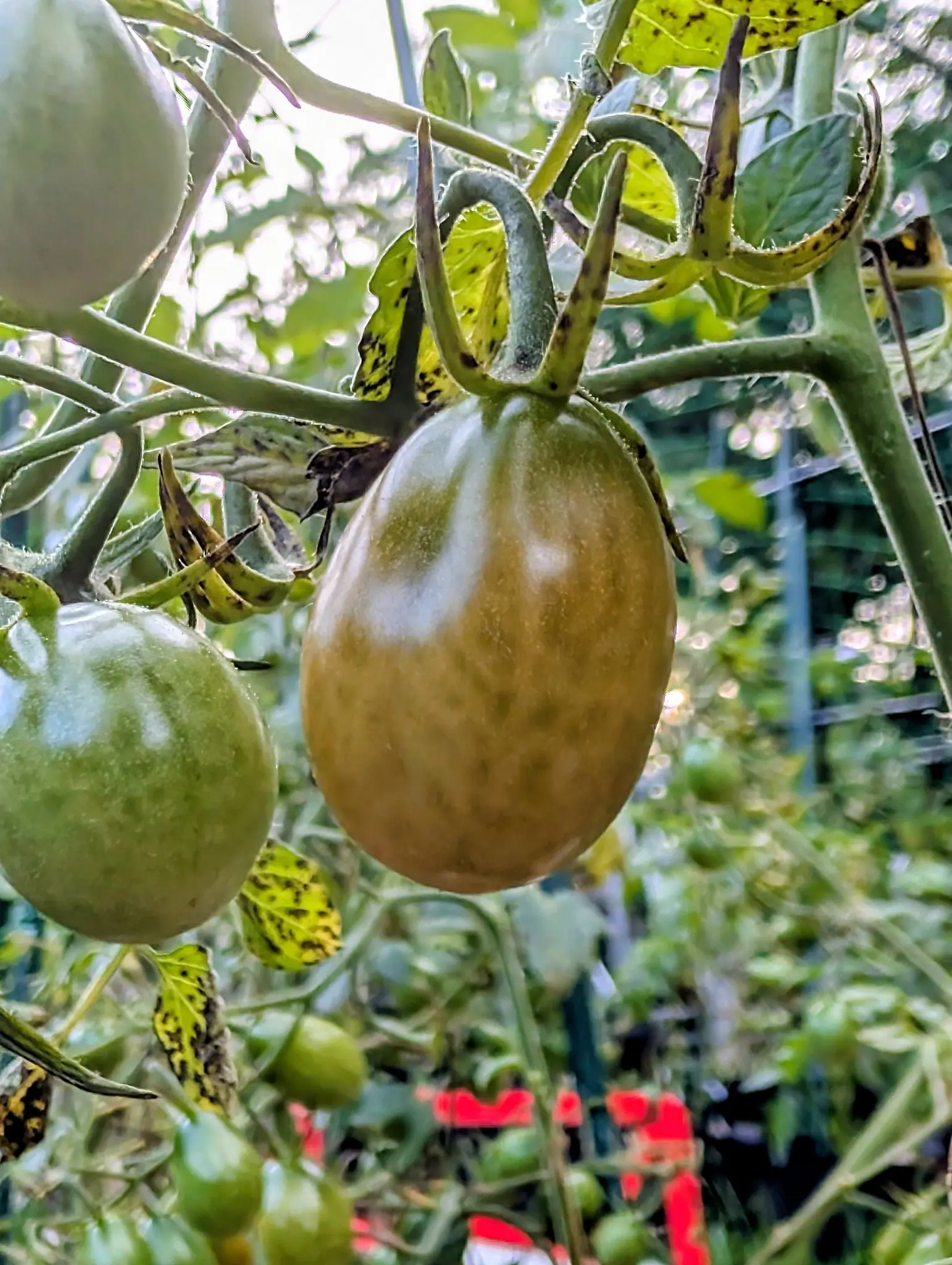 A Red Grape tomato on 11 September hanging from a hairy stalk that hooks over in a loop above it — a dull olive-brown to bronze, darker green streaks running down from the stem end — under bright hazy backlight that sparkles through the leaves.