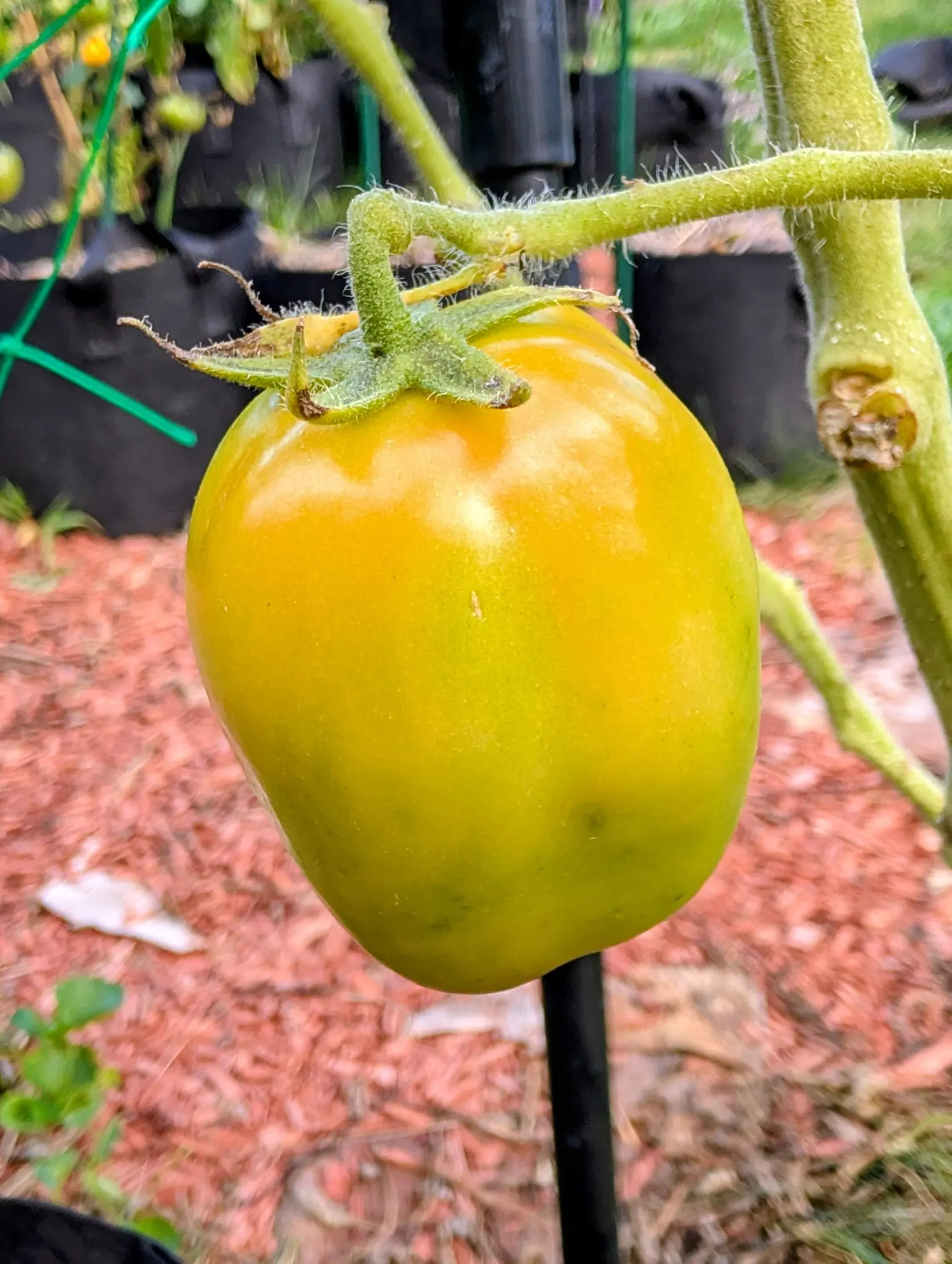 A San Marzano Roma tomato hanging alone on an overcast 11 September, turning from the shoulders down — golden yellow-orange across the top, fading to yellow-green, green blotches left at the blossom end — its hairy stalk bent at a sharp knee above the calyx.
