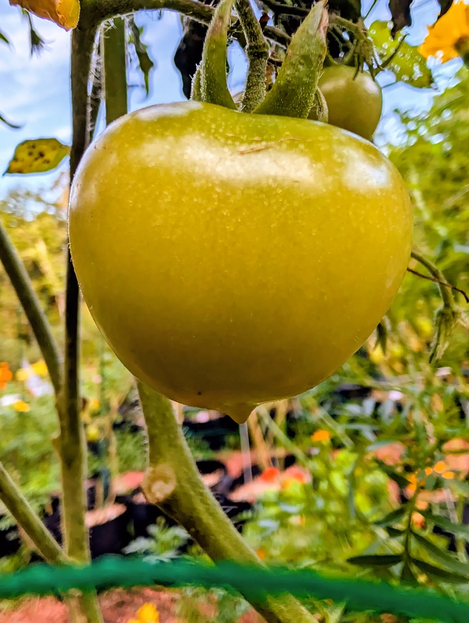 A Del Tonet tomato on 11 September, seen from below against pale blue sky and white cloud — broad-shouldered, a little heart-shaped and tapering to a pointed nub, an even pale yellow-green — with fleshy, hairy sepals curling up from its top.