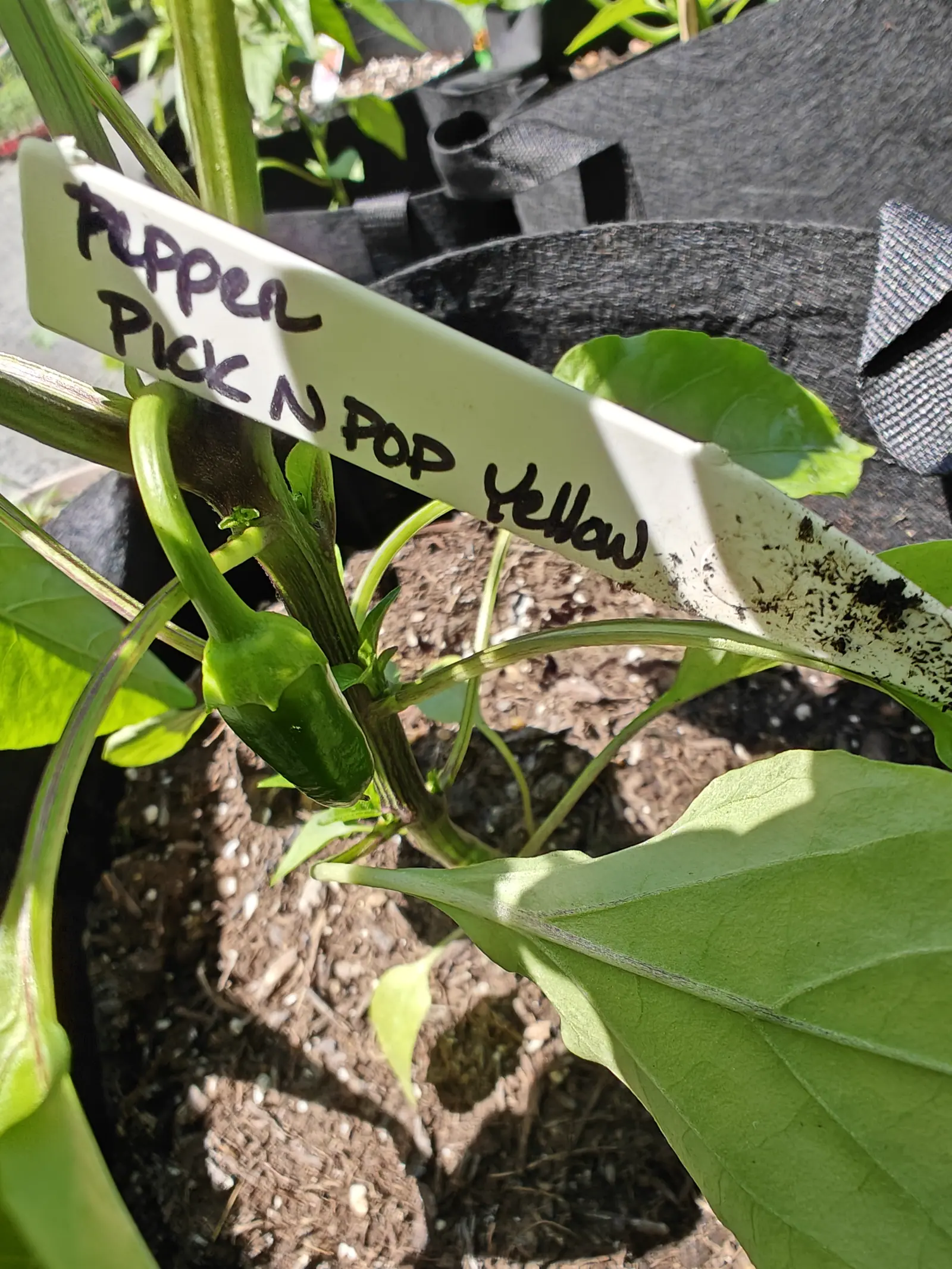 A Pick-N-Pop Yellow pepper already set on 8 June, hanging point-down from a stalk that arches over and drops under a small flared calyx — pale yellow-green where the hard sun strikes its shoulder, deep glossy green on the shaded underside.
