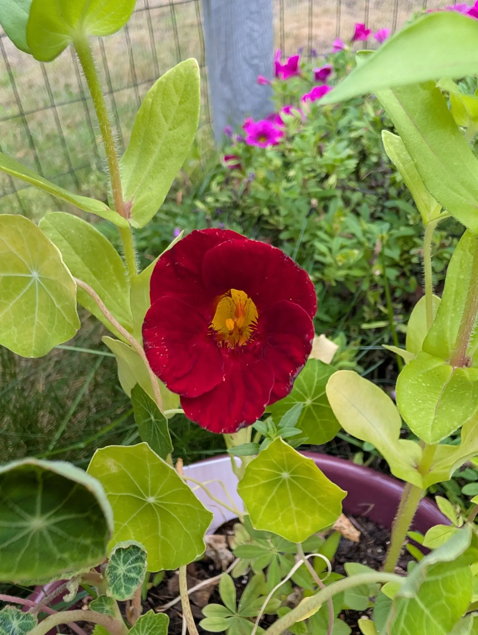 One bloom open on 11 September — deep velvety crimson, its golden-yellow throat streaked with fine dark red lines — among round shield-shaped leaves veined outward from the center, one of them marbled cream, with a bed of magenta-pink trumpets behind.