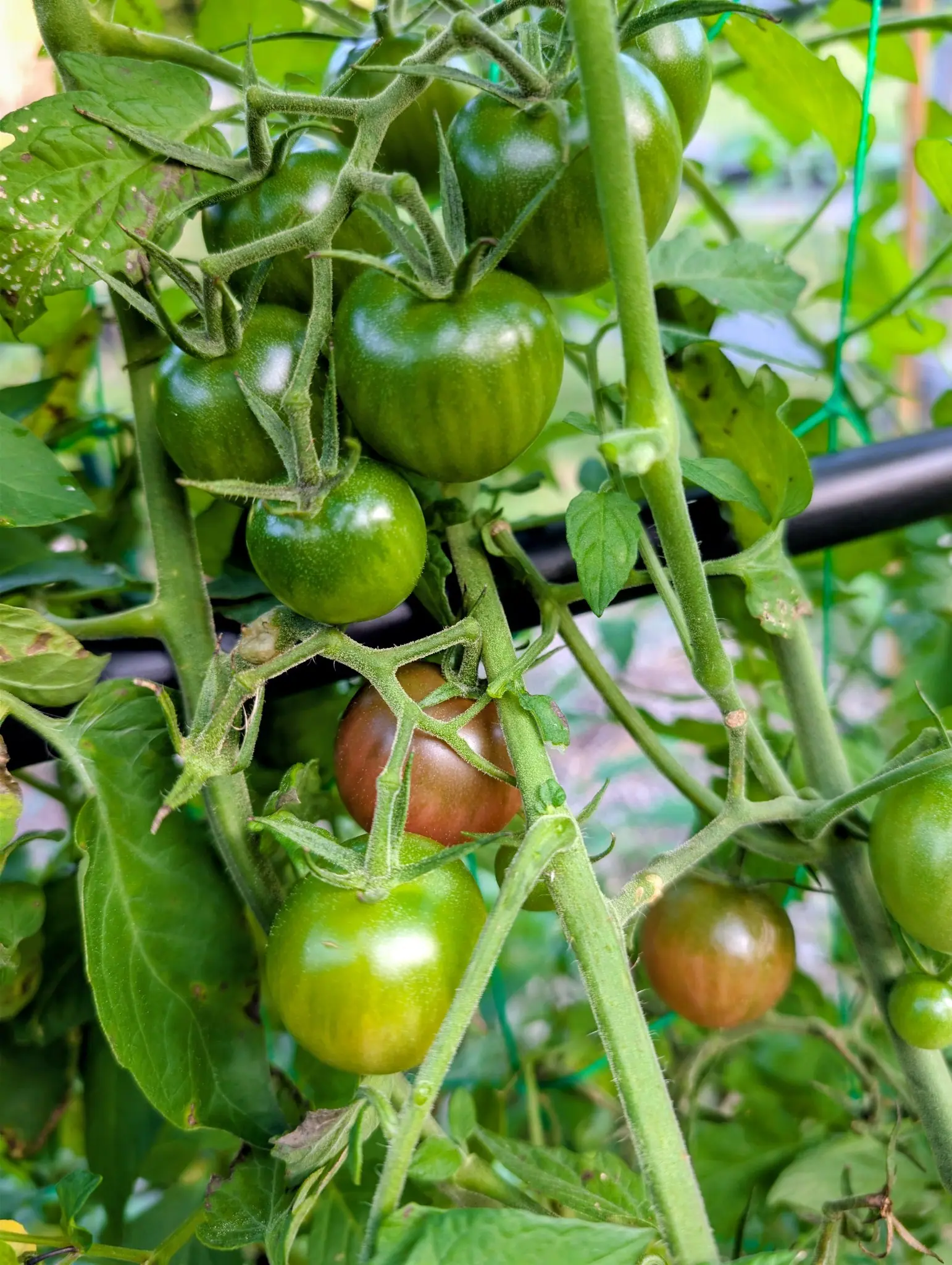 Black Cherry tomatoes on branched, densely hairy trusses on 11 September — about ten still glossy green and faintly striped, two turning a dusky brownish-red to mahogany with green streaks lingering at the shoulders — in soft, even daylight.