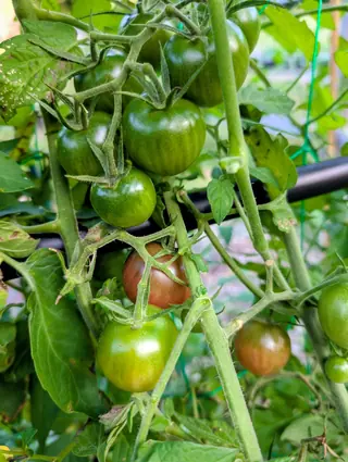 Black Cherry tomatoes on branched, densely hairy trusses on 11 September — about ten still glossy green and faintly striped, two turning a dusky brownish-red to mahogany with green streaks lingering at the shoulders — in soft, even daylight.
