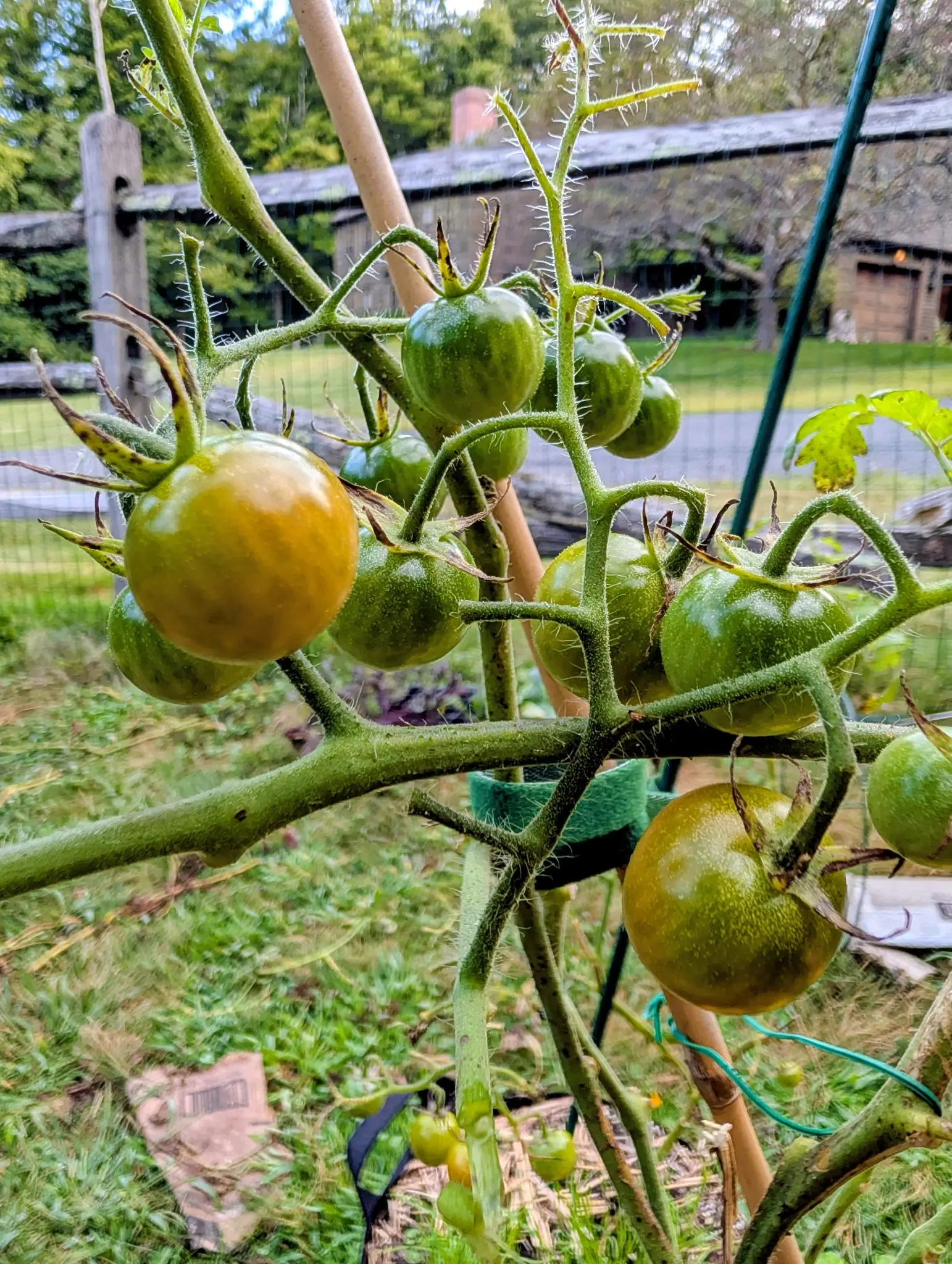 A branching Super Sweet 100 tomato truss on 11 September, its fruits mostly glossy green and striped, one glowing amber-orange over green — the stems bristling with long glassy white hairs, most striking on a young shoot tip against pale sky.
