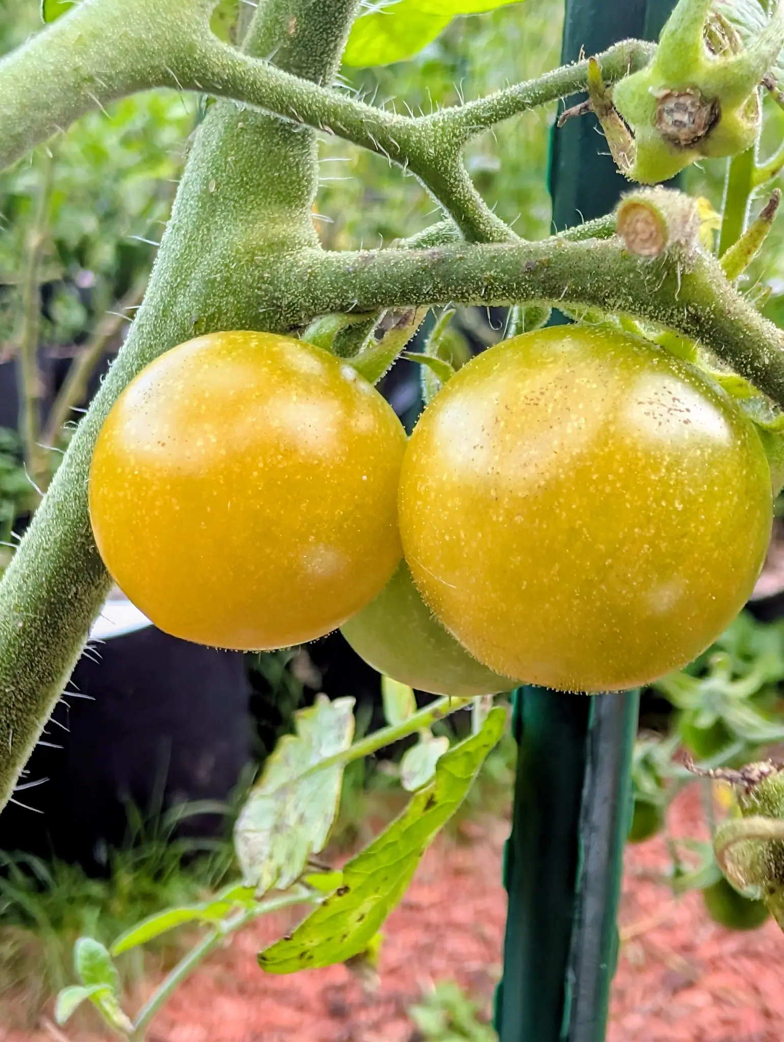 Two Sun Sugar tomatoes touching side by side on an overcast 11 September, one a warm golden yellow-orange and the other a shade behind, still yellow with a green cast — fine hairs standing off both glossy skins below a thick, densely hairy truss.