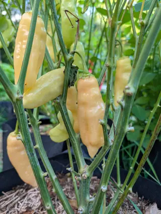 About ten Sugar Rush Peach peppers hang among bare stems on 11 September, all pointing down — lumpy, wrinkled along their length and waxy, the nearest a soft peach-cream, those behind pale greenish-yellow, one near the top still pale green.