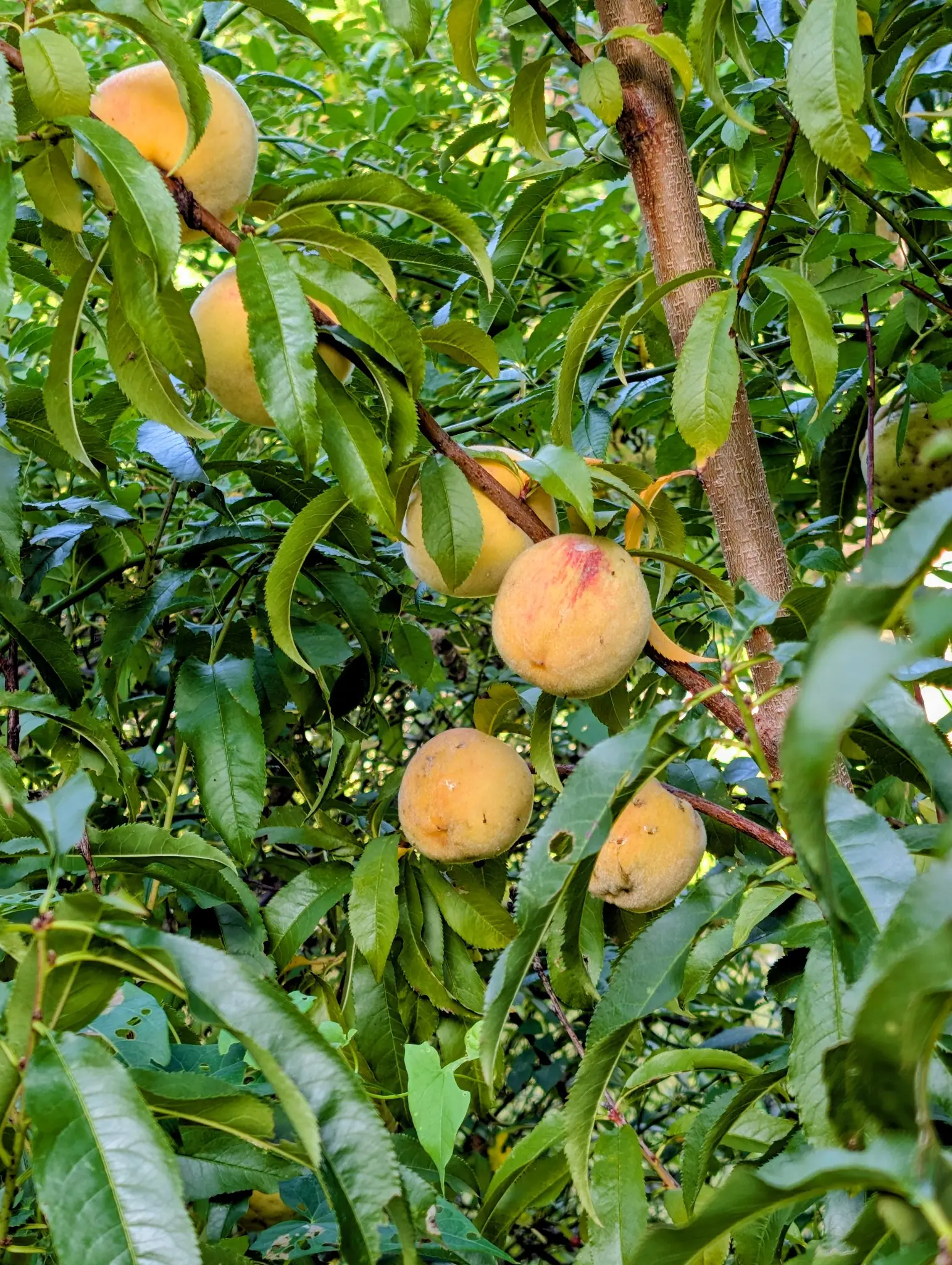 Seven peaches in the canopy on 11 September, velvety and golden yellow to soft orange along reddish-brown twigs, one streaked with red blush near the top — narrow leaves, many folded along the midrib, and dappled light through bright gaps.